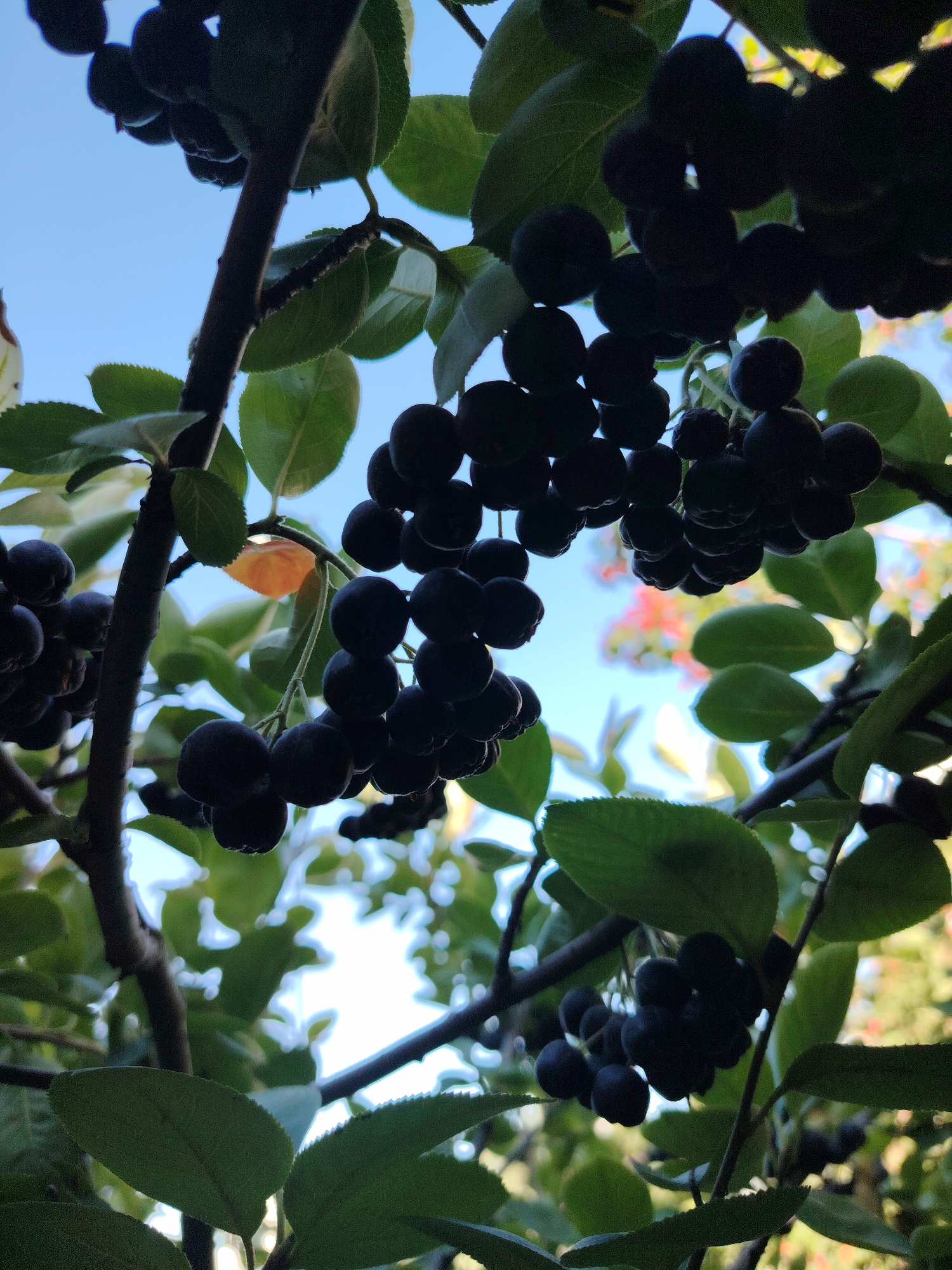 A close-up, low-angle shot captures clusters of dark berries hanging from branches of a bush, silhouetted against a bright blue sky. The berries are deep purple, almost black, and are grouped in small bunches. Green leaves, some with serrated edges, surround the berries, and the branches are dark and woody. The lighting suggests it is daytime, with the sun high in the sky. The background is slightly blurred, showing hints of more foliage and possibly distant buildings, but the focus is firmly on the berries and branches in the foreground. The scene evokes a feeling of nature and abundance. It is not possible to determine the location in the city of Astana, Kazakhstan from the image alone.