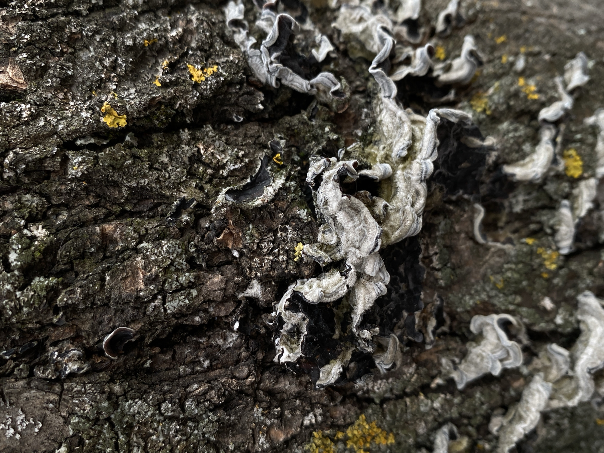 The image shows a close-up view of a tree trunk covered in various types of fungi and lichen. The bark is rough and textured, with patches of dark brown, gray, and green. Several shelf-like fungi, varying in size and color, are growing from the trunk. Some are dark with white, wavy edges, while others appear lighter gray and also have curled or ruffled surfaces. Small, bright yellow patches of lichen are scattered across the bark, providing a contrast to the darker tones. The image is taken in a natural outdoor setting, likely in a forest or park. The precise location within Cairaclia, Moldova, cannot be determined from the image alone.