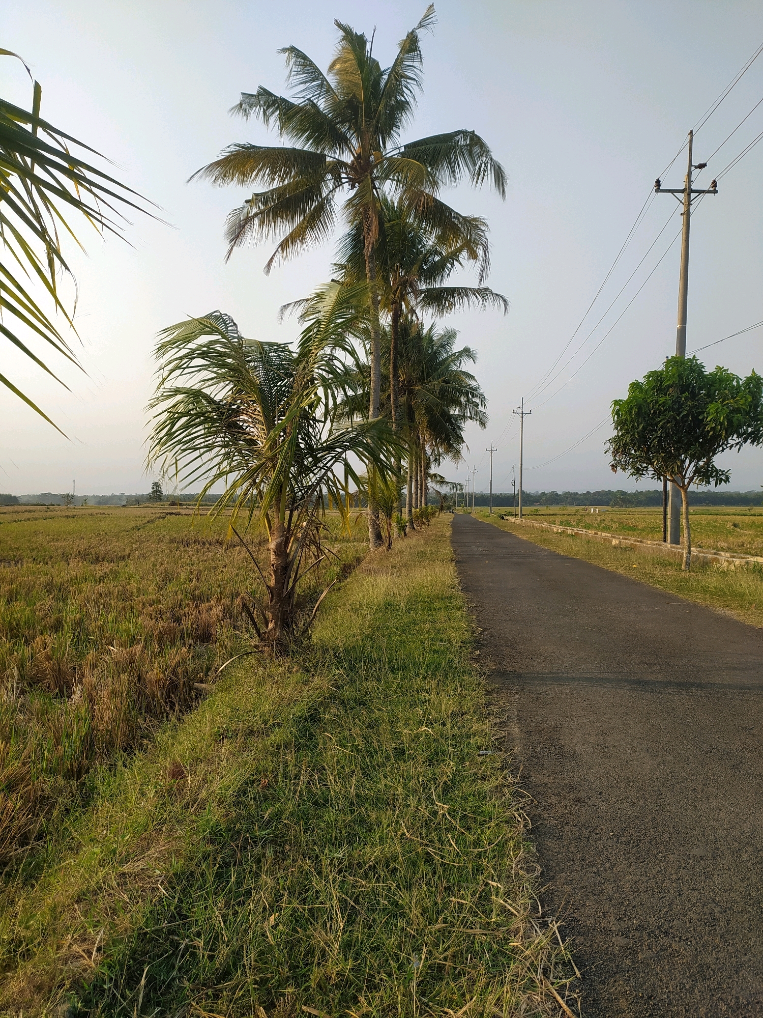 The image depicts a rural scene in Dermasari, Indonesia, featuring a narrow asphalt road flanked by a harvested rice field on the left and a line of coconut trees on the right. The rice field exhibits stubble from a recent harvest, with dry grass and straw scattered across the landscape. The road extends into the distance, curving gently towards a horizon marked by a scattering of trees and vegetation.
Several coconut trees, with their characteristic fronds, line the right side of the road, some appearing younger and more slender than others. Beyond the coconut trees, a single-leafed tree stands near a utility pole supporting electrical wires. Additional utility poles are visible further down the road, stretching towards the horizon. The sky is a pale, hazy blue, suggesting it may be early morning or late afternoon. The overall impression is one of a tranquil, agricultural landscape characteristic of rural Indonesia. No people or animals are present in the image. The scene is captured from a slightly elevated perspective, looking down the road.