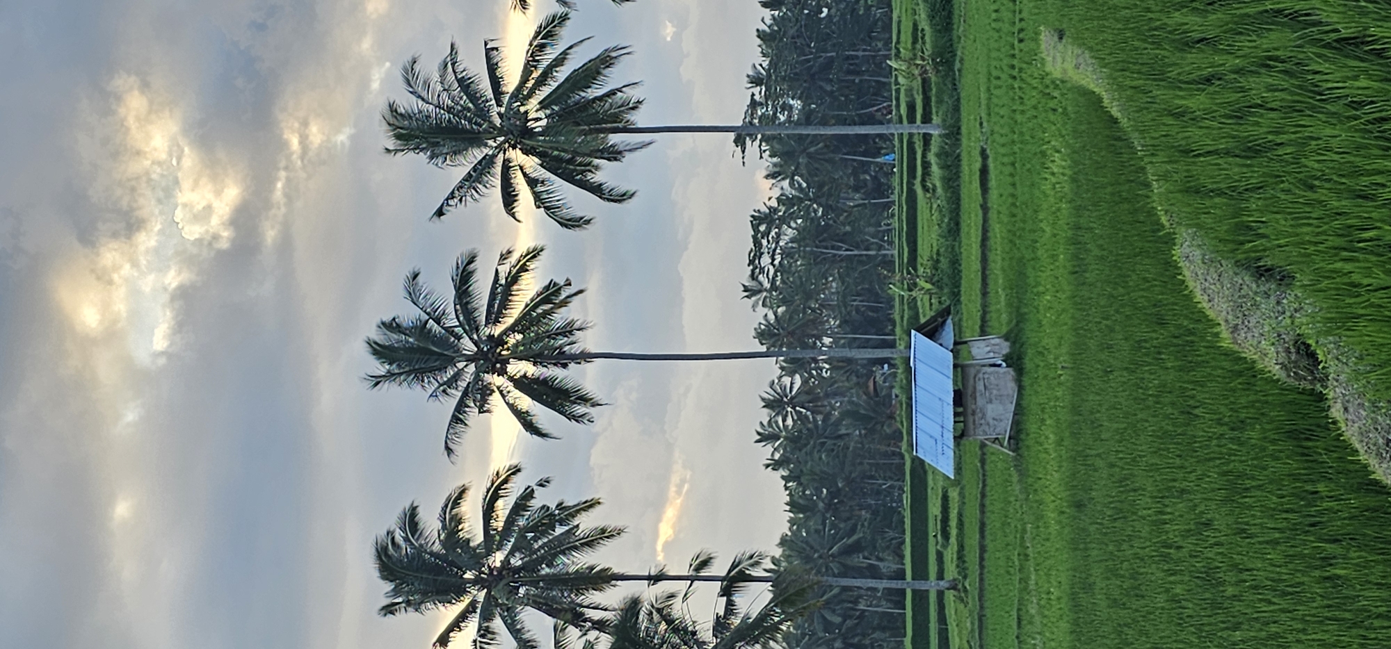 The image shows a rice paddy field in Tegallalang, Indonesia. The scene is dominated by lush, green rice terraces and several tall coconut palm trees. A small wooden shack with a blue corrugated metal roof is visible within the paddy field. In the background, a dense row of palm trees separates the field from another area. The sky is filled with clouds illuminated by the setting sun, giving off a soft, warm light.