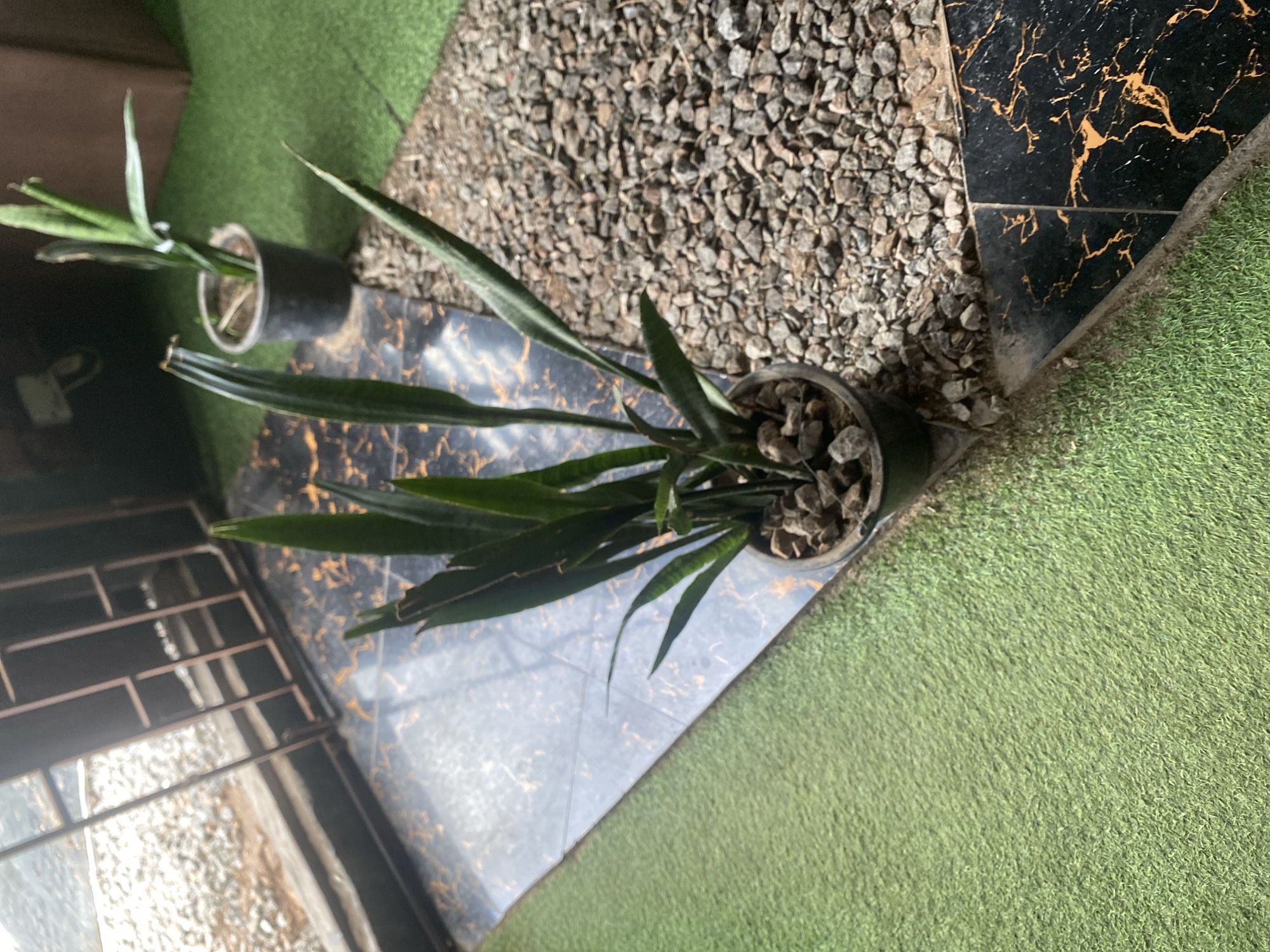 The image shows an outdoor scene with two potted snake plants. The plants are in black plastic pots filled with small stones. One plant is taller and has many long, slender leaves, while the other is smaller and has fewer, wider leaves. The plants are placed on a dark, shiny surface with gold marbling.
Behind the plants, there is a patch of small grey gravel. To the right of the plants, there is a bright green, artificial turf surface. The background is out of focus, but appears to be a dimly lit indoor area with a metal grate.
The lighting suggests it is daytime, but the exact time is unclear due to the lack of direct sunlight. The location appears to be a patio or outdoor seating area. There is no visible text in the image. The scene is still and quiet, with no people present. The focus is on the plants and their surroundings. The overall impression is one of a decorative outdoor space.
