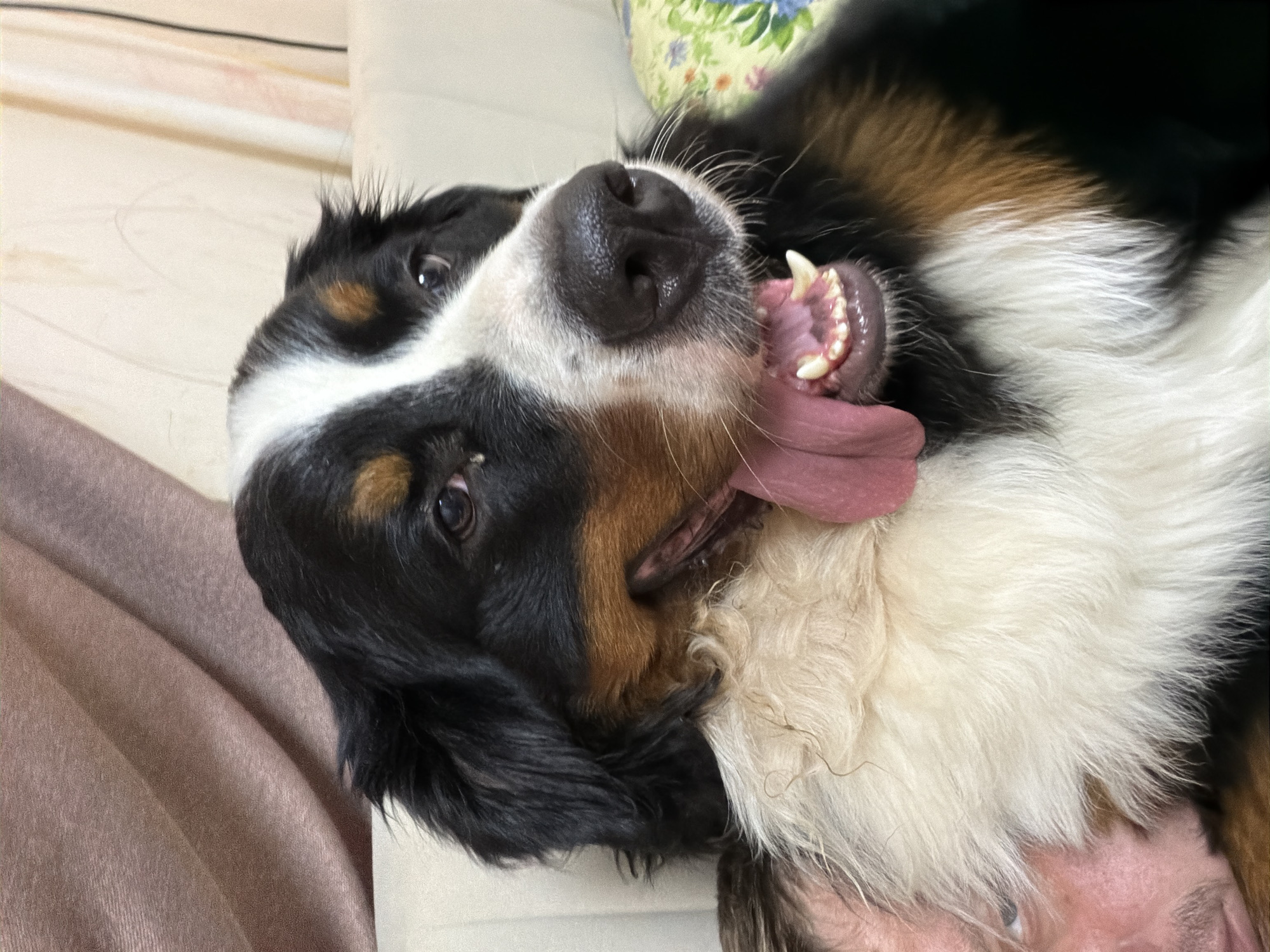 A Bernese Mountain Dog is shown lying down, partially obscuring a person's face. The dog's mouth is open, with its tongue hanging out and teeth visible. The background includes a textured curtain and a sofa with a floral-patterned cushion. The scene appears to be indoors, possibly in a residential setting. There is no discernible information to determine the location in the city of Чёрная, Russia.
