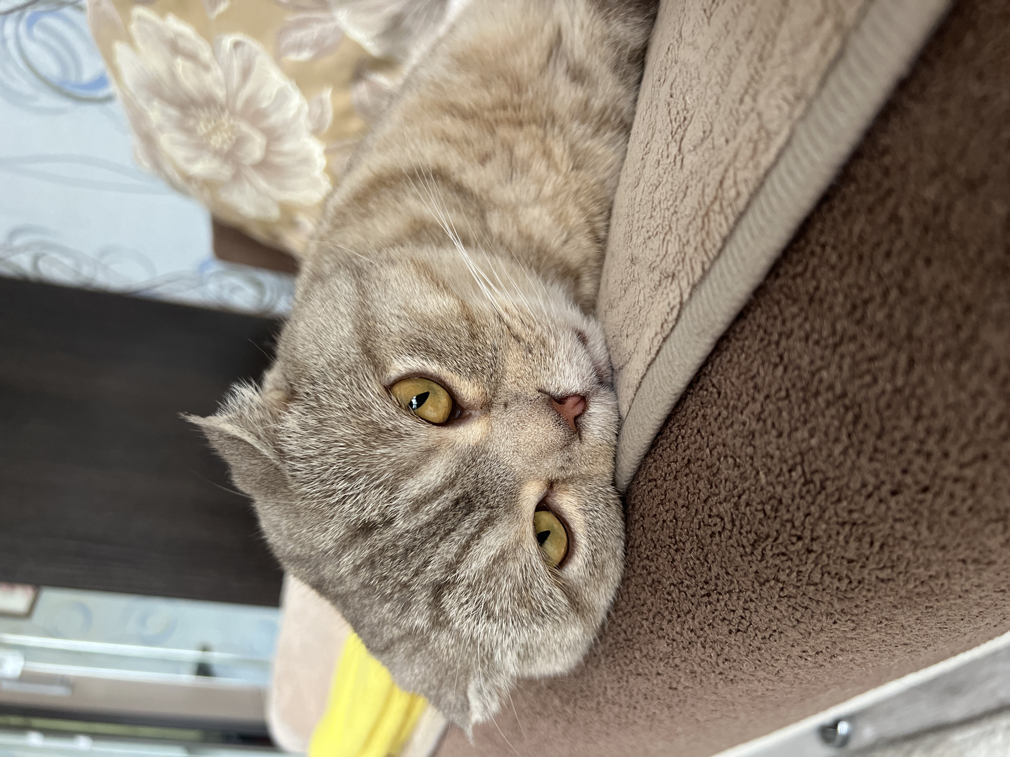 A gray tabby cat with golden eyes is lying on its side on a brown cushion or pillow with a textured surface. The cat's head is tilted downward in the frame. The background includes a floral patterned fabric and what appears to be a shelf or drawer with some items visible. The exact location is not discernable from the given information.