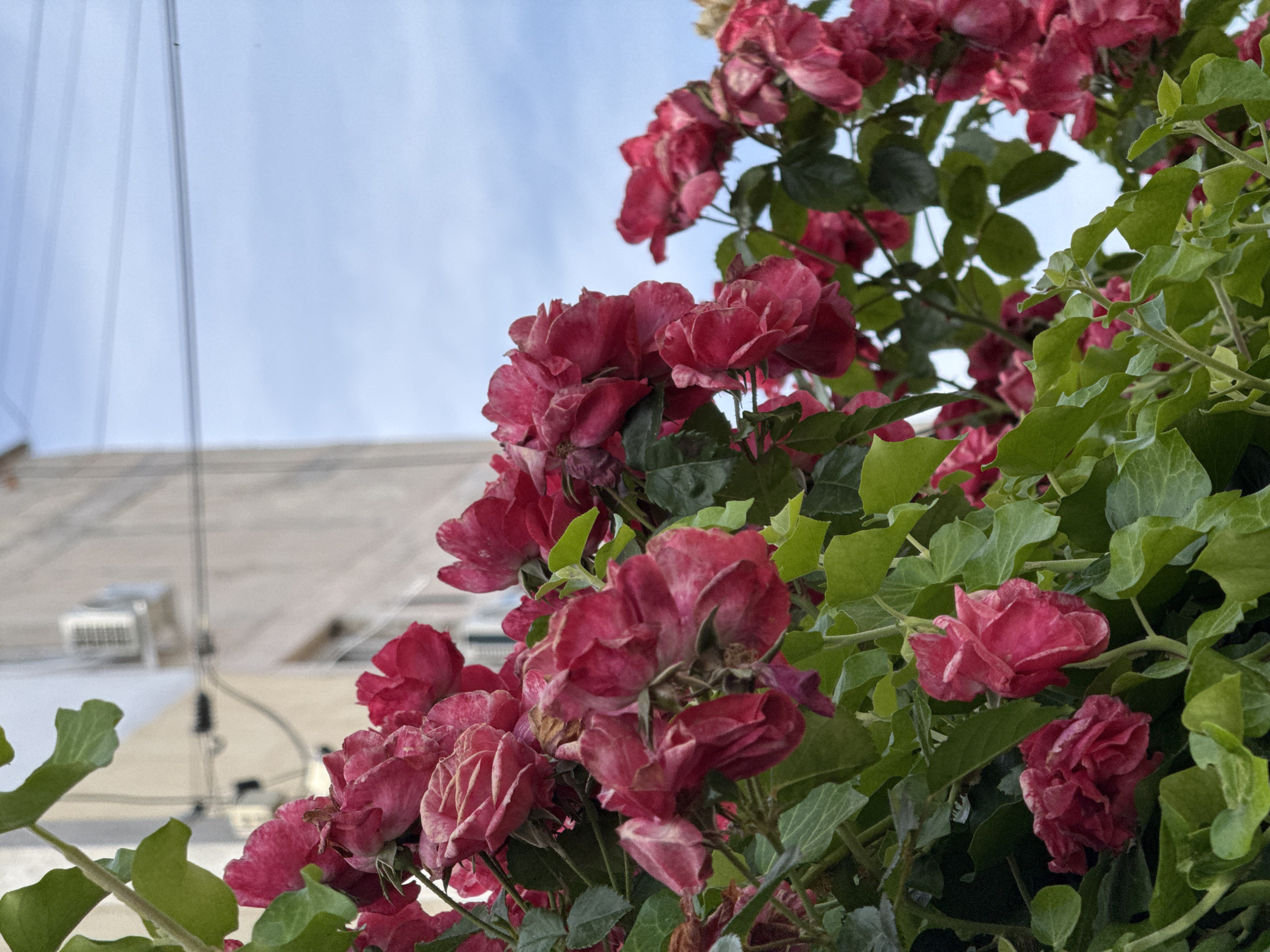 In the foreground of the image, a cluster of vibrant pink roses with green foliage is prominently displayed. The roses appear somewhat wilted, with some petals showing signs of dryness. In the background, a light-colored building with an air conditioning unit is visible. Overhead, power lines crisscross against a pale blue sky. The scene suggests an urban setting, possibly a garden or street with flowering plants.