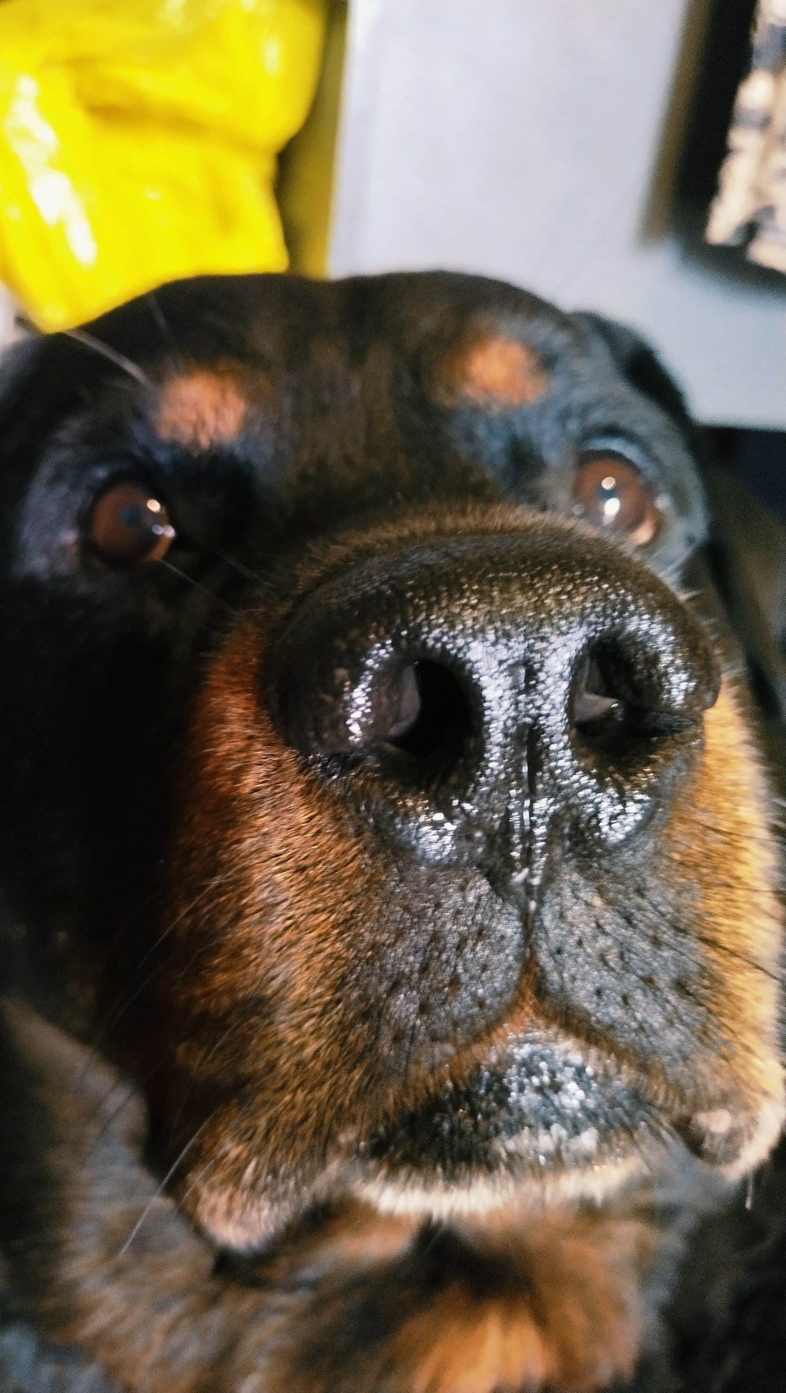 The image is a close-up, low-angle, vertical shot of a Rottweiler dog's face. The dog's wet, black nose is in sharp focus, dominating the lower half of the frame. Its brown eyes are visible, looking upwards towards the camera. The dog has characteristic tan markings above its eyes and on its cheeks. The background is out of focus and appears to be indoors, with a bright yellow object and a light-colored wall or surface visible. There is no indication of the city of Horishni Plavni, Ukraine, or any other specific location.