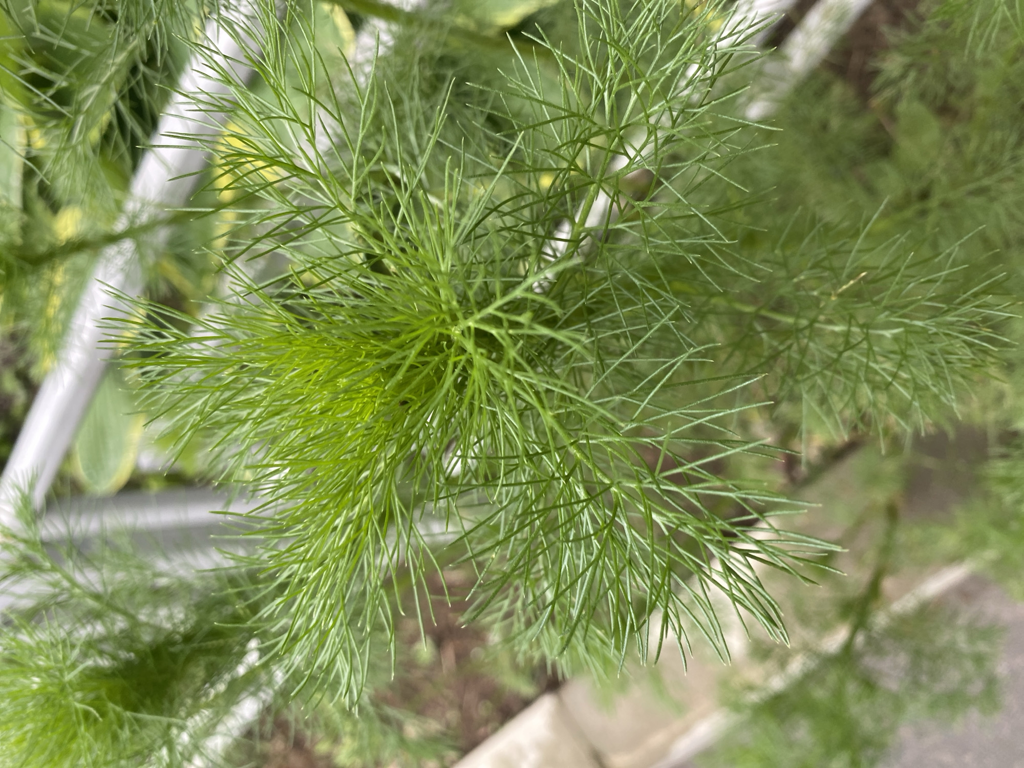 The image shows a close-up of a bright green, feathery plant with fine, needle-like leaves. The plant appears to be growing outdoors, with a blurred background of soil, paving stones, and a metal railing. The overall impression is one of lush, healthy foliage. The specific location in Yuzhno-Sakhalinsk, Russia cannot be determined from the image alone.