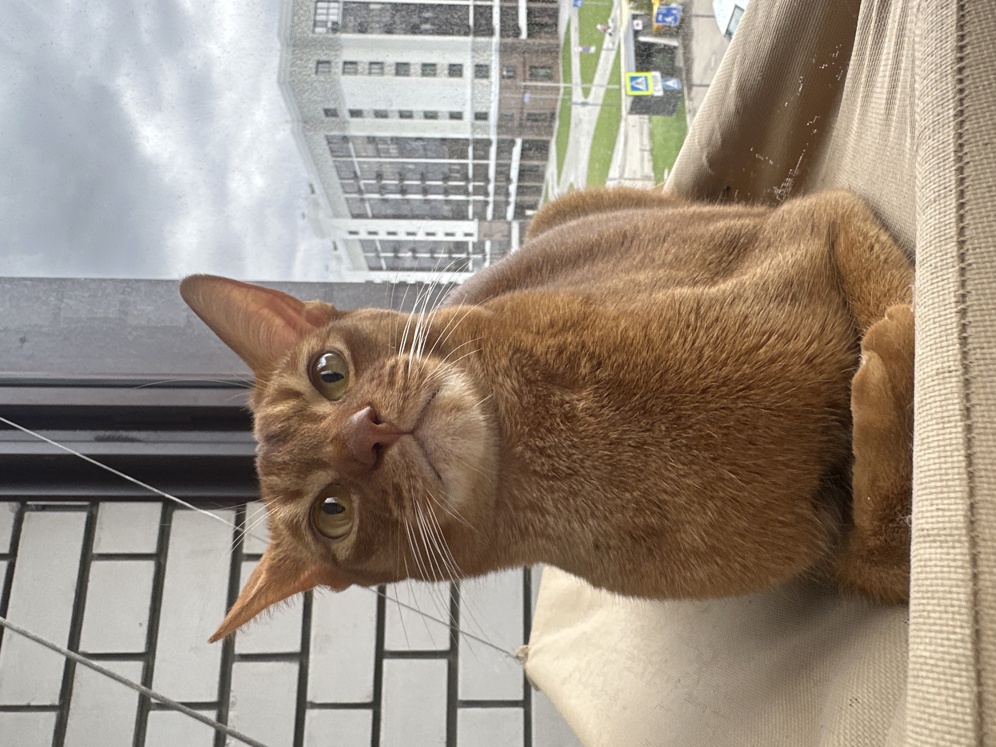 A close-up, portrait-oriented image shows a ginger or cinnamon-colored cat, likely an Abyssinian due to its short fur, sleek build, and prominent ears. The cat is lying in a light beige, fabric window-mounted hammock, looking directly at the viewer with bright, alert, and curious green eyes. Its whiskers are long and white.
The scene is set indoors, looking out through a window onto an urban environment. The background reveals a modern multi-story building with numerous windows, suggesting an apartment complex or office block. Below the building, there is an asphalt road with visible lane markings and green grass verges. The sky is overcast and grey, indicating a cloudy daytime.
Visible outdoor elements include several street signs. A distinct yellow, diamond-shaped pedestrian crossing sign with a walking person symbol is clearly seen. Other blue road signs are also present but their text or specific symbols are not legible due to distance and resolution. A dark metal railing or balcony structure is visible near the bottom left of the window frame. The cat appears calm and observant, enjoying its vantage point from the hammock.