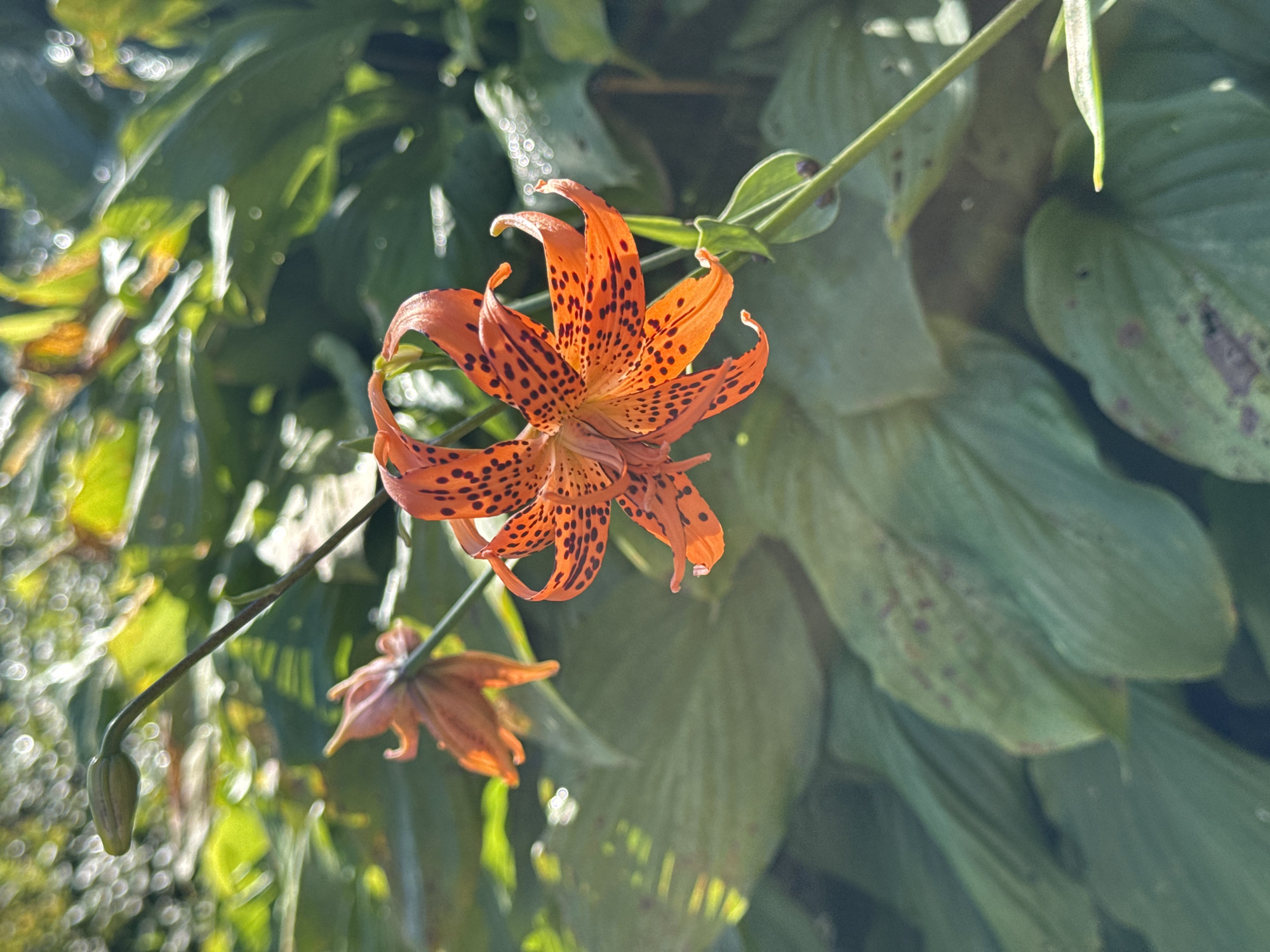 In the city of Голышманово, Russia, a close-up, eye-level, outdoor shot captures two tiger lilies in bloom amidst lush green foliage. The primary focus is on a vibrant orange lily with prominent black spots, its petals gracefully curved and reaching outwards. To the left and slightly behind, another lily, appearing less developed, displays similar orange hues. The background consists of out-of-focus green leaves and dappled sunlight, creating a bokeh effect. The image exhibits natural lighting and a shallow depth of field.