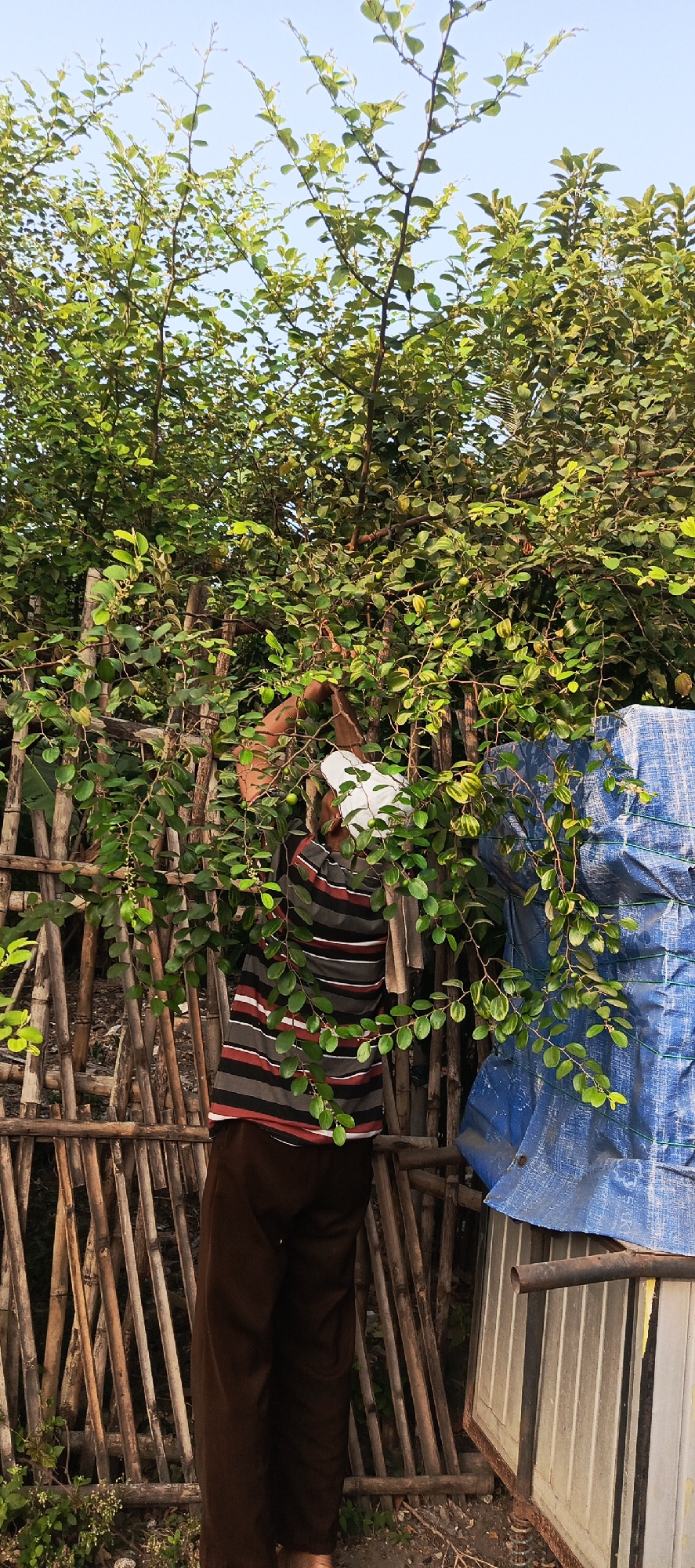 An outdoor scene in Sukaresmi, Indonesia, shows a person reaching into a dense green tree with a bamboo fence and a blue tarp in the background. The person, wearing a striped shirt and brown pants, is partially obscured by the foliage and appears to be interacting with the tree, possibly harvesting. The tree has numerous small green leaves and some green fruit. The bamboo fence is made of vertical poles tied together. A blue tarp covers part of the background, and a metal structure with vertical corrugated panels is visible on the right. The sky is clear and blue.