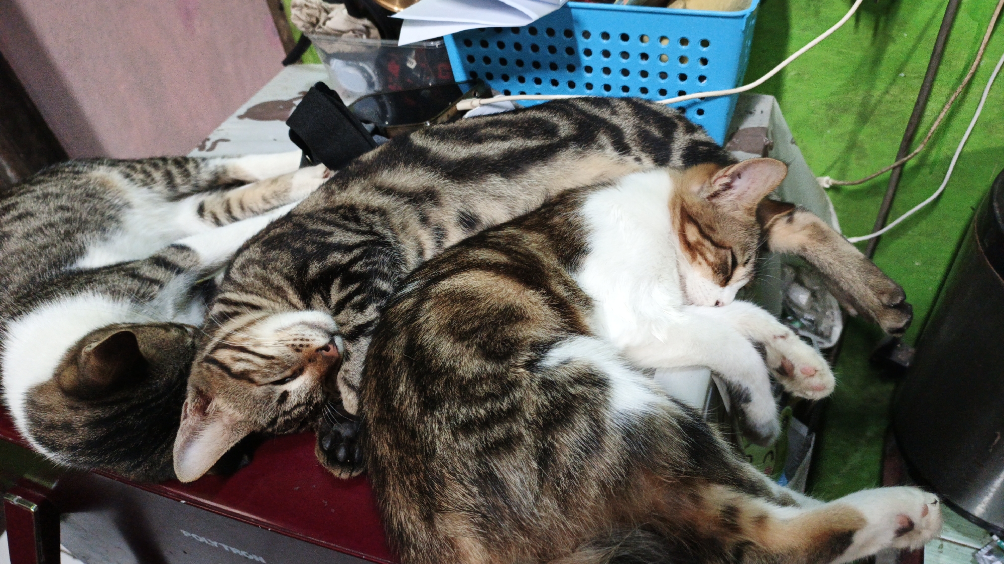 The image shows three domestic cats sleeping on a cluttered surface. The cats are of various tabby and white coat patterns. The surface appears to be a dark red table or cabinet top with some papers and a blue plastic basket in the background. The environment suggests an indoor setting, possibly a home. The cats are curled up and appear to be resting peacefully. There are no humans visible in the image. The image was taken at a close range, focusing on the sleeping cats. The location of Gunungreja, Indonesia is not visually represented in the image.