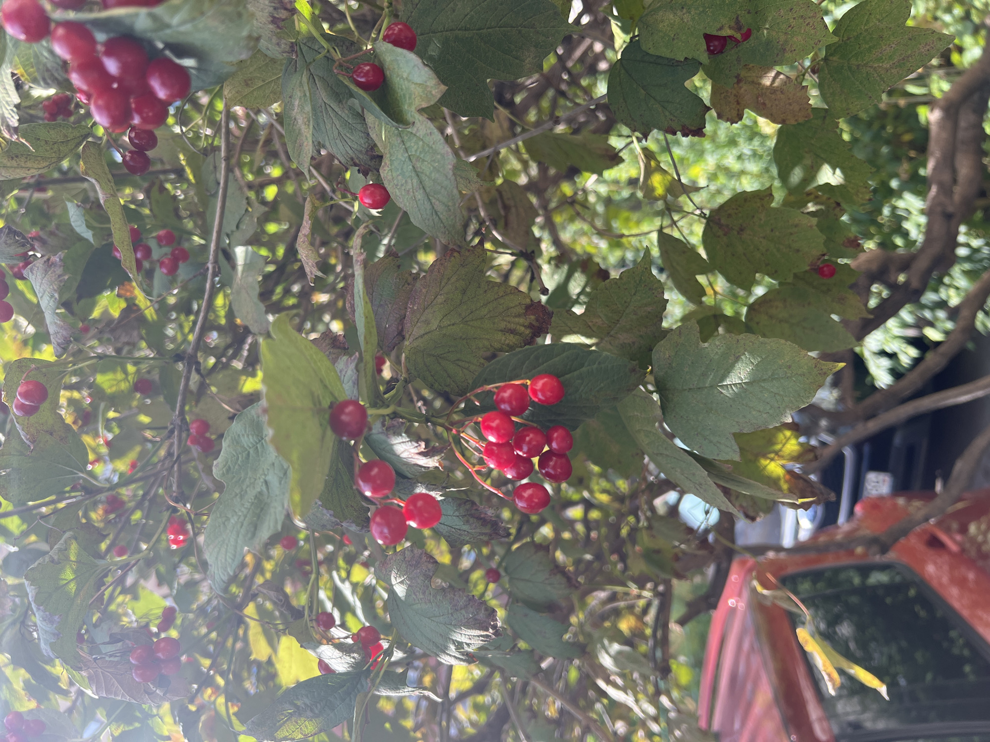 The image depicts a close-up view of a bush with red berries and green leaves, set against a blurred background of foliage and a hint of a red vehicle on the left. The berries are clustered on thin stems, and some individual berries are also visible hanging from branches. The leaves are varied in color, with some appearing green and others showing signs of browning or discoloration. The lighting suggests it is daytime, with sunlight filtering through the leaves, creating highlights and shadows. The scene appears to be outdoors, possibly in a natural or semi-urban setting, given the presence of the vehicle. No people or discernible actions are present in the image.