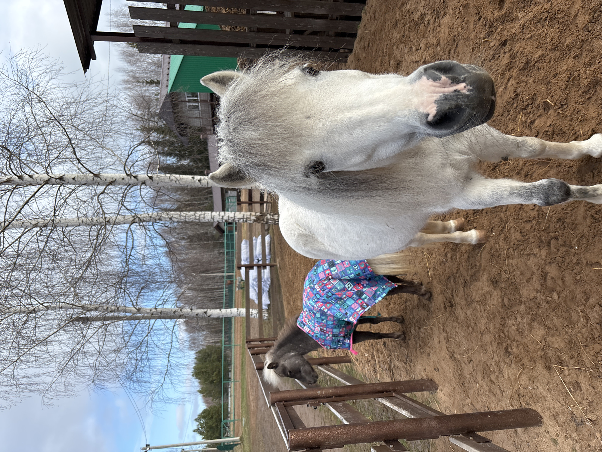 The image shows two miniature horses in an outdoor enclosure in Русский Вожой, Russia. The foremost horse is white with a grey mane and a speckled nose. Behind it, a smaller, dark grey miniature horse wears a colorful blanket. The enclosure is sandy and surrounded by a wooden fence. Bare birch trees are visible in the background, along with a glimpse of a building with a green roof. The sky is partly cloudy.