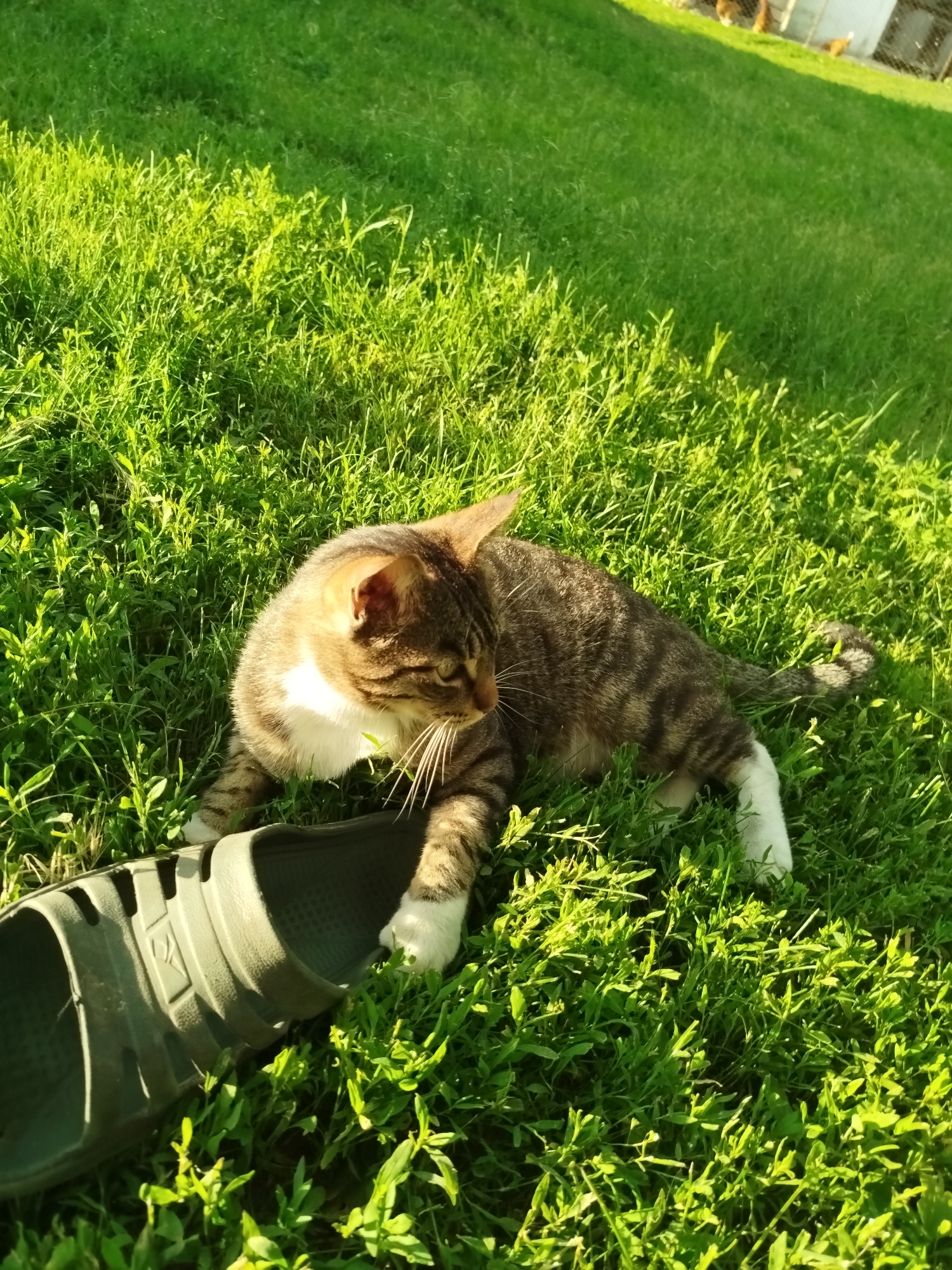 A domestic tabby cat is observed resting on green grass under natural sunlight in Ustyvytsia, Ukraine. The feline, identifiable by its striped brown, grey, and black fur with a prominent white chest and paws, is positioned lying on its left side. Its head is turned towards the right side of the frame, and its gaze is directed off-camera. A single dark green slip-on sandal lies on its side in the immediate foreground, positioned near the cat's right front paw. The ground consists of varied green grass and other low-lying foliage, illuminated by strong, directional sunlight that creates distinct highlights and shadows. In the distant background, partially obscured, a light-colored building and a wire fence are visible, with several light brown chickens identifiable behind the fence line. The overall environment appears to be an outdoor, semi-rural setting, likely a backyard or pasture.