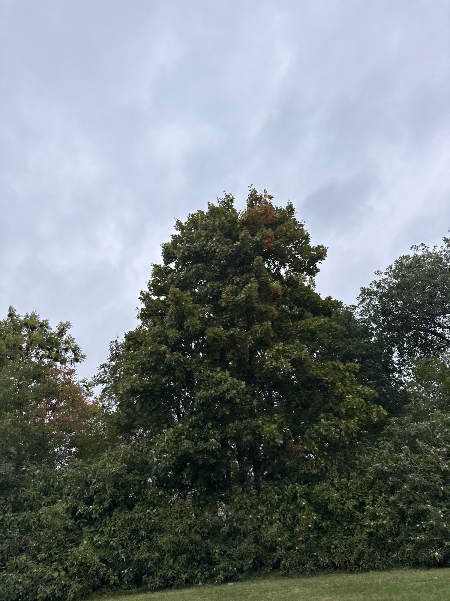 A low-angle, medium shot captures a dense cluster of trees against an overcast sky in Peetri alevik, Estonia. The foliage is primarily a deep green, with some hints of autumnal color, particularly on the central tree. The sky is uniformly gray and cloudy. In the foreground, a patch of green grass slopes gently upwards. No people or animals are visible in the scene. The overall impression is one of a natural outdoor setting on a cloudy day.