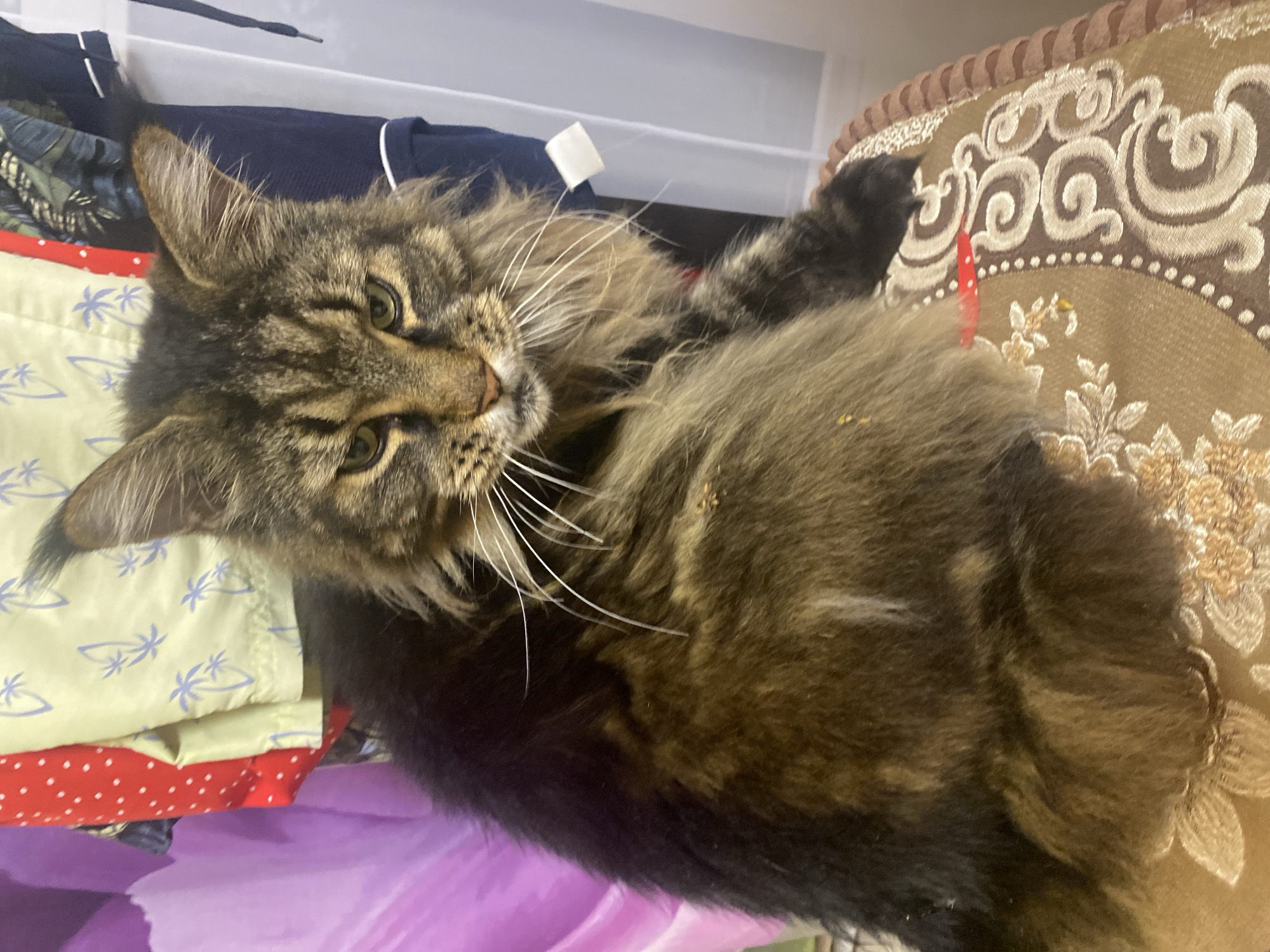 A medium shot shows a large, long-haired tabby cat sitting on a patterned cushion. The cat is facing the viewer with its head tilted slightly to the right. Its fur is a mix of brown, black, and tan, with distinct tabby markings on its face and body. The cat has prominent white whiskers and its ears are tipped with fur. The background is cluttered with clothing hanging on a rack, including items with red polka dots and a light green fabric with a palm tree pattern. To the right of the cat, a portion of a blue garment is visible. The overall environment appears to be indoors, possibly a closet or a room with hanging clothes. The image's metadata does not contain information about its location in the city of Митино, Russia.