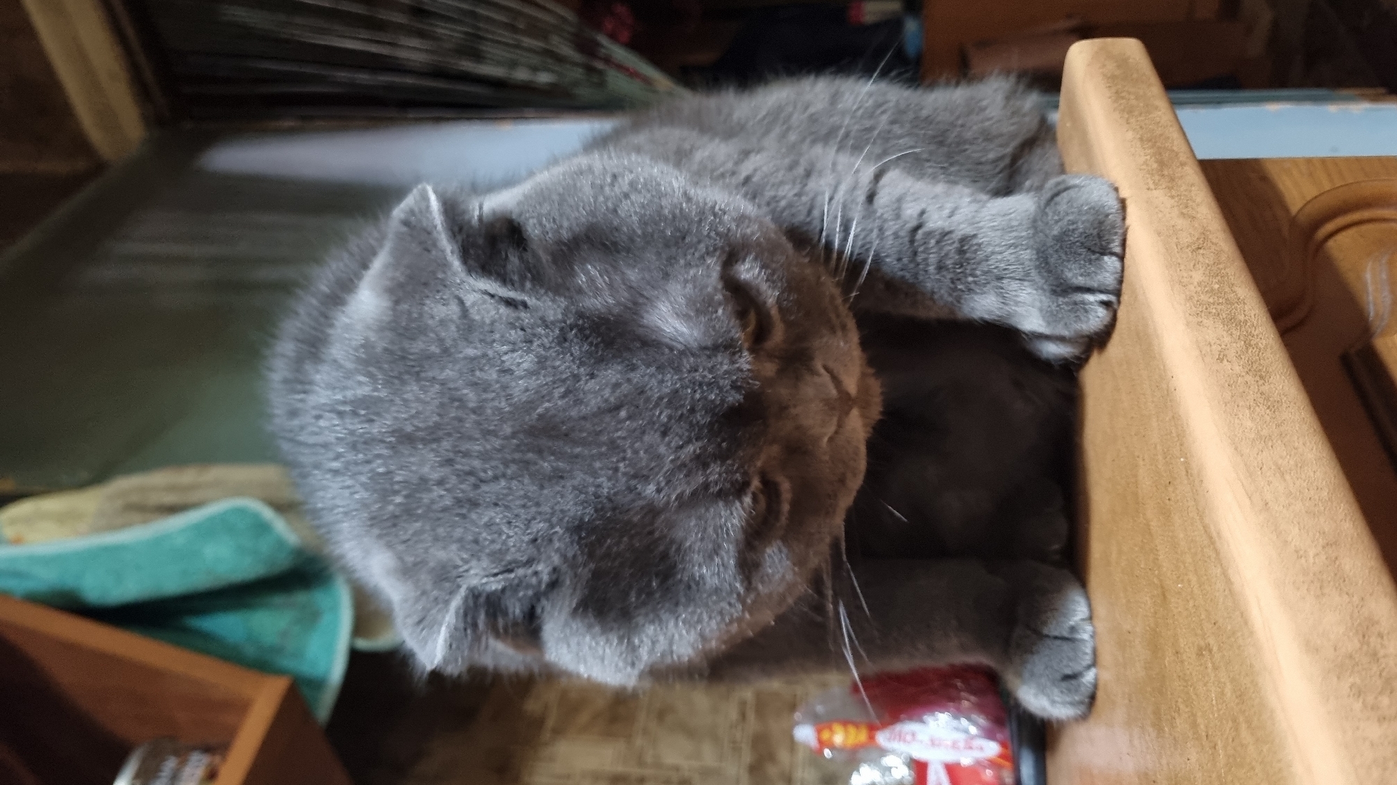 A fluffy gray Scottish Fold cat with folded ears sits on a wooden surface, looking down. The cat's eyes are partially closed, and its head is bowed. The background is blurred and appears to be an indoor setting with shelves and curtains. The image was taken in Vysokoe, Russia.