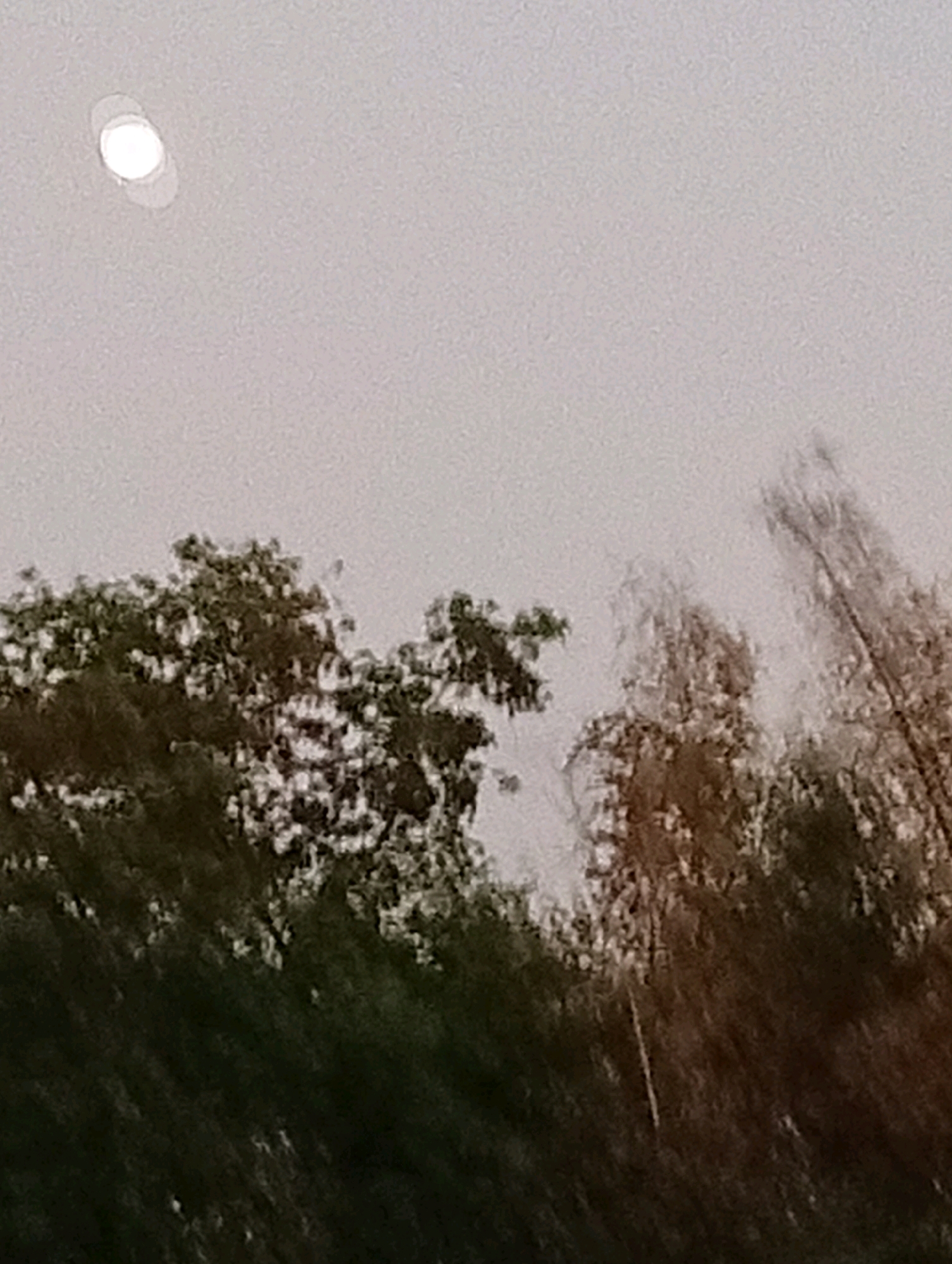 An outdoor, low-light, slightly blurry photograph captures a pale sky with two glowing white circular objects in the upper left quadrant. Below the sky, the tops of trees are visible, with a dense, dark green canopy on the left and more abstract, reddish-brown blurred foliage on the right. The image appears to have been taken in Kediri City, Indonesia, possibly during dusk or a cloudy day.
