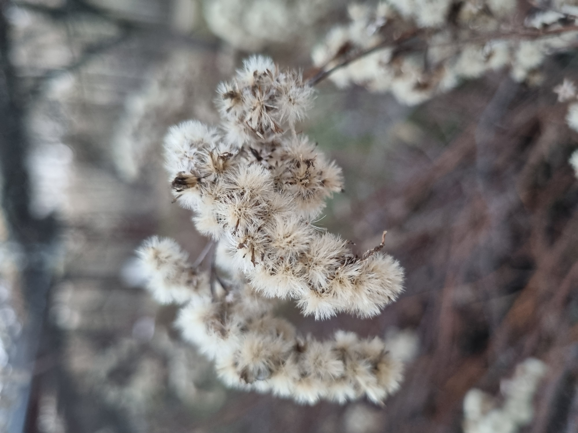 The image features a close-up view of a cluster of dried, white, fluffy seed heads, possibly from a plant like goldenrod or a similar species in the Asteraceae family. These seed heads are attached to thin, brown, twig-like stems. The background is blurred, suggesting an outdoor environment with indistinct shapes and colors, possibly trees and branches out of focus. There is no indication of the location being Kemul, Russia, people, actions, or interactions in the image.