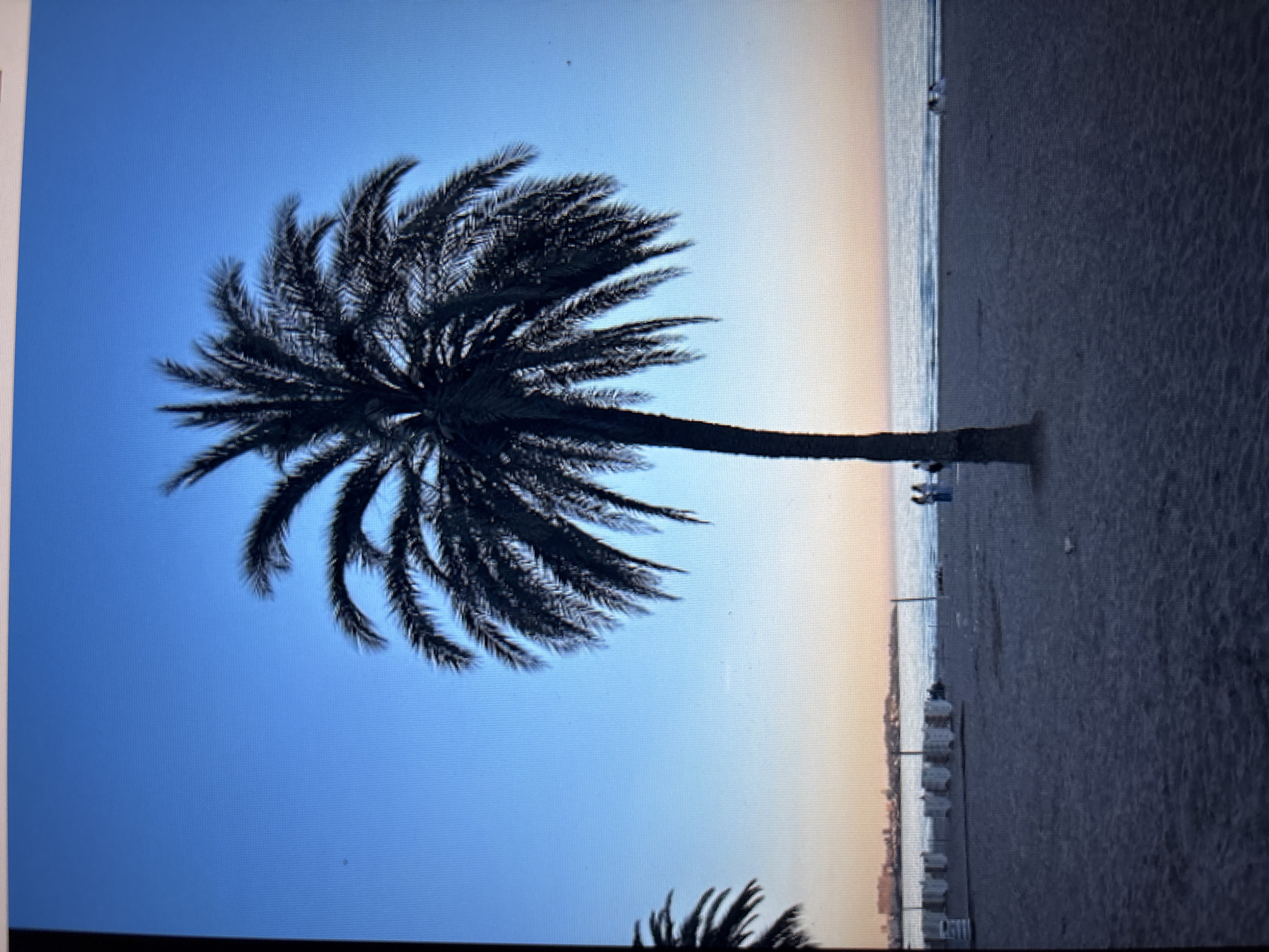 The image depicts a beach scene at dusk. A large palm tree is silhouetted in the foreground, its fronds spread against a clear, blue sky that transitions to soft oranges and pinks near the horizon. The sandy beach stretches out, with the ocean visible in the background. Several beach chairs or loungers are set up in rows along the water's edge. A few people are present on the beach and near the water, appearing to be walking or relaxing. In the distance, a city skyline is faintly visible. This is a serene, outdoor setting during a transitionary period of daylight. The location is not Sofia, Bulgaria, as Sofia is a landlocked city.
