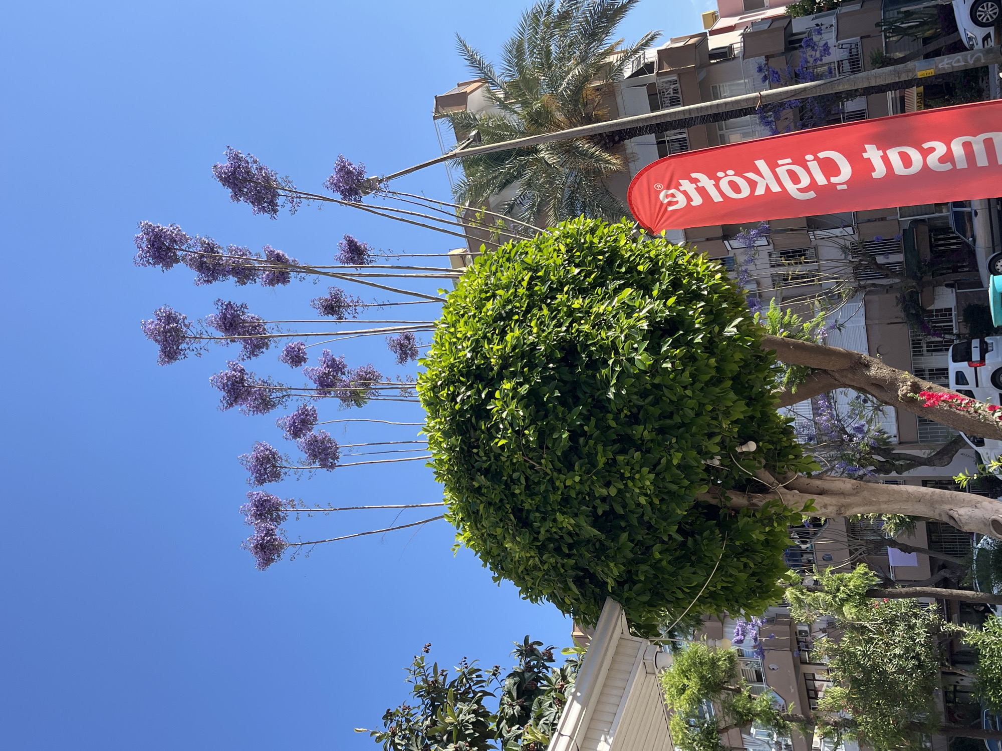 The scene shows a street view in Alanya, Turkey, under a clear blue sky. A medium-sized tree with a dense, round canopy of green leaves dominates the foreground. Emerging from the tree are several long, bare branches that support clusters of purple flowers at their ends. A red banner with white reversed Turkish text is visible, slightly blurred, in the background. Behind the trees, a multi-story apartment building is visible, with some sections showing glimpses of blue-violet flowers. A palm tree partially obscures the building. In the background, parts of cars are visible, parked along the street. At the bottom left, a glimpse of white building architecture is visible.
