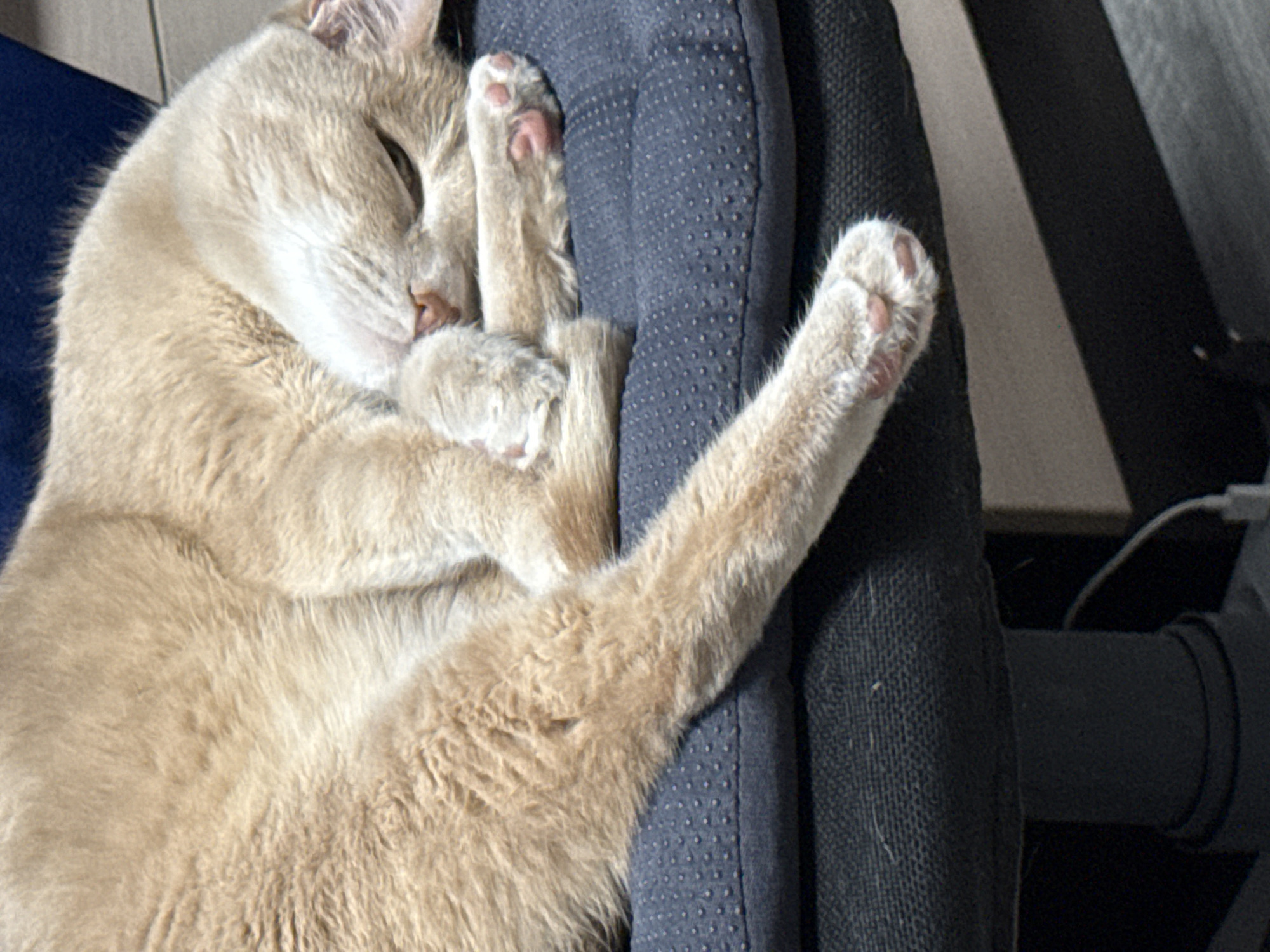 A light tan cat is sleeping on a dark blue office chair. The cat is curled up with its paws extended, revealing pink paw pads. The location is unspecified and there is no indication this image was taken in Chaikovsky, Russia.