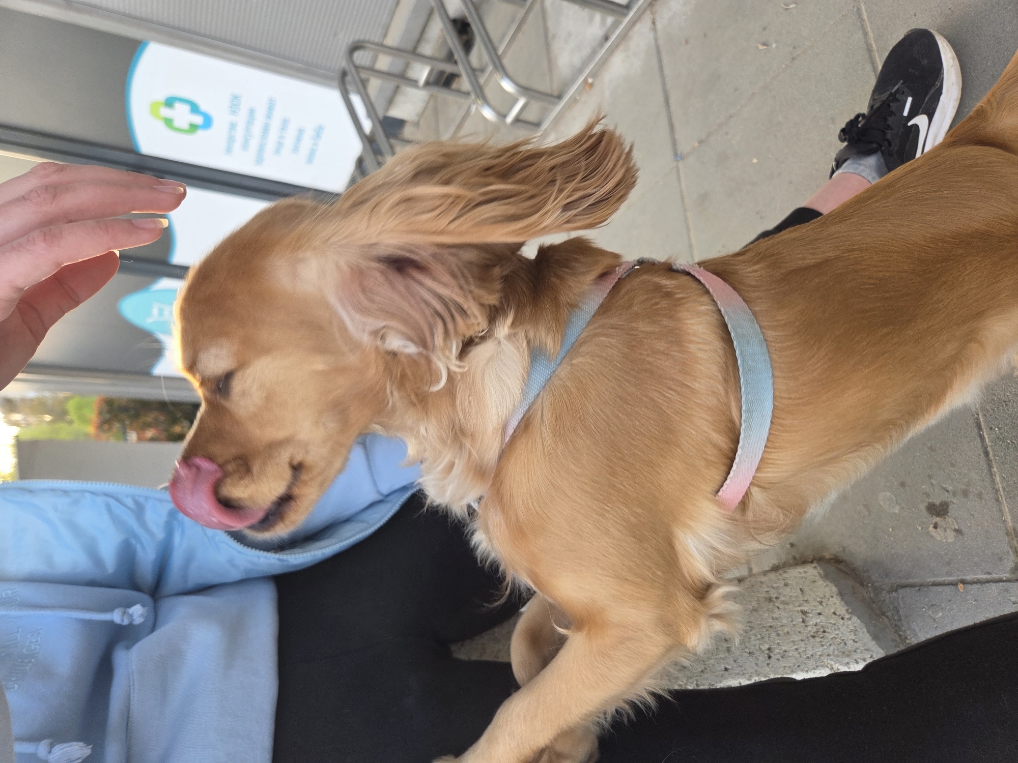 A golden-brown dog with a blue and pink gradient harness is featured prominently in the foreground, licking its nose. Its long, feathery ears are slightly raised and wind-blown, giving a dynamic feel to the image. A human hand is gently petting the dog's head from the left. The dog is positioned beside a person's lap, which is visible wearing black leggings and a light blue hooded jacket or sweatshirt. In the background, another person's leg and foot, wearing a black Nike sneaker, are visible on the grey paved surface.
The setting is outdoors, likely a sidewalk or pedestrian area. In the upper left background, part of a building is visible with a white and blue sign. The sign features a distinct green and blue medical cross symbol. Below the cross, blurry Cyrillic text is visible, suggestive of a medical center or pharmacy, which aligns with the location context of Pleven, Bulgaria. Metal structures, possibly bike racks or barriers, are also present in the background. The bright, clear lighting indicates it is daytime. The scene captures a warm moment of interaction between the dog and its owner in an urban environment.