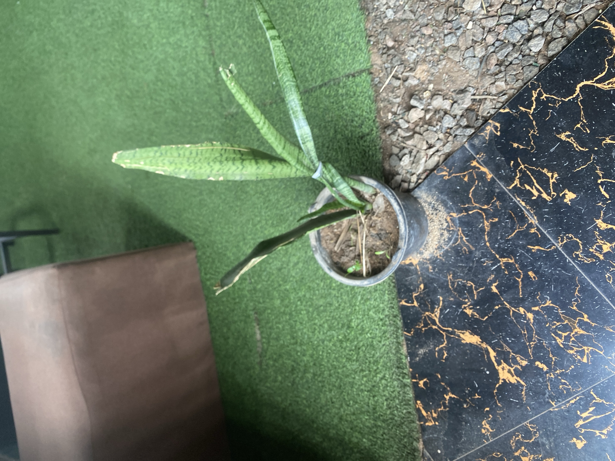 The image shows a potted snake plant on a textured surface. The plant has several long, green, sword-shaped leaves with lighter green banding. The leaves appear somewhat wilted and one leaf on the left is broken. The plant is in a dark grey plastic pot with soil and a few small green sprouts.
The pot is placed on a surface that transitions from green artificial turf to a mixture of gravel and dirt. To the right of the gravel and dirt is a black tiled surface with prominent gold veining, resembling marble or a similar decorative material.
In the background, to the left, a portion of a brown upholstered object, possibly a sofa or chair, is visible.
The lighting suggests it is daytime, and the scene appears to be outdoors given the gravel and turf. There are no people visible in the image, nor any indication of a specific event. The overall setting seems to be an outdoor area, potentially a patio or garden space, in Jalingo, Nigeria. There is no visible text in the image.