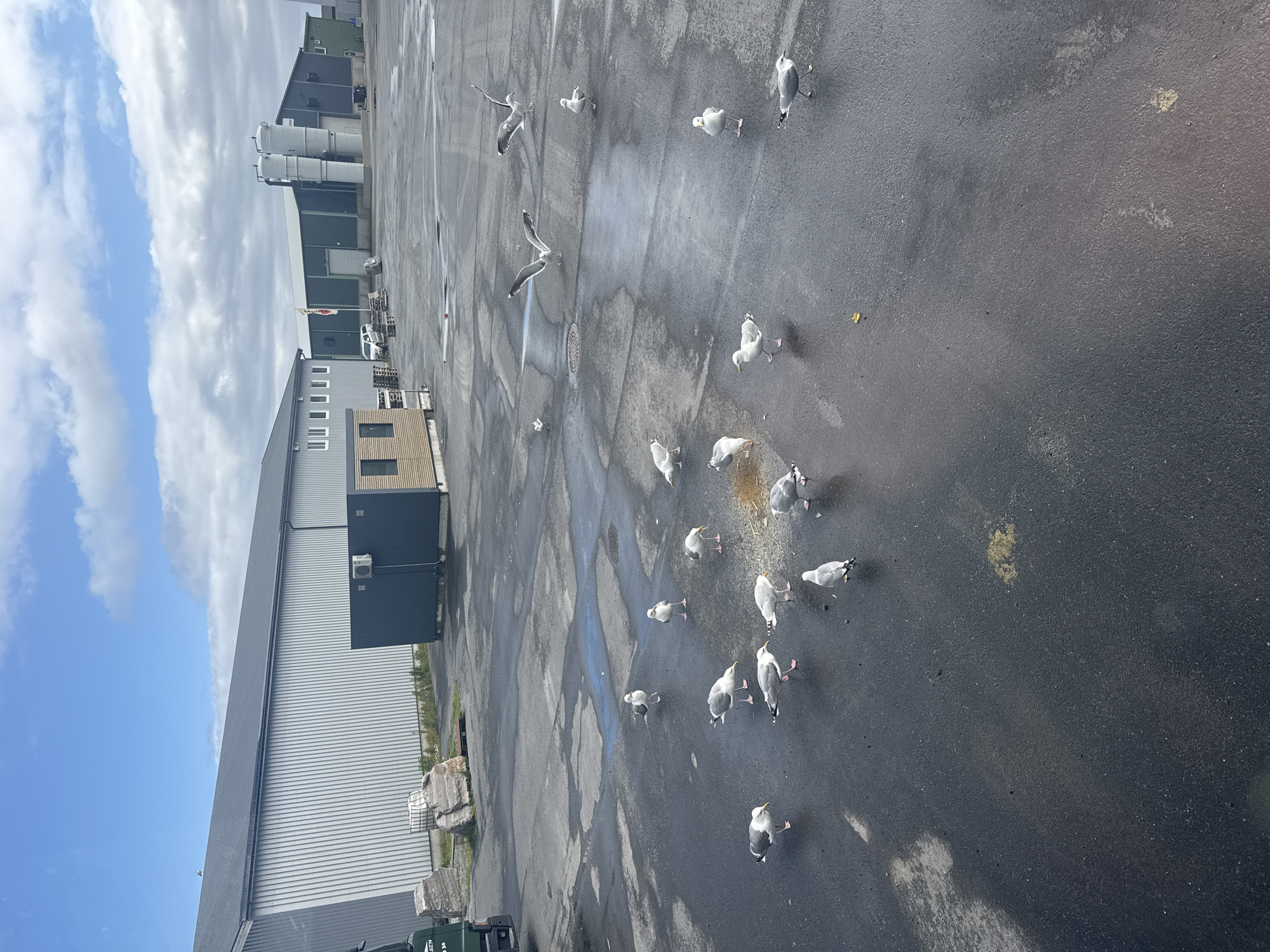 The image depicts an outdoor scene in the city of Lovund, Norway, likely an industrial or commercial area. A flock of seagulls is scattered across a wet, asphalt-like ground. The seagulls are predominantly white with grey wings and black markings. Some are standing, while others are captured in motion, either walking or in flight, with their wings spread. One seagull in the foreground is in mid-flight, facing the camera. In the background, there are several modern buildings with grey and green exteriors, some featuring large windows and industrial silos. A white car is parked near one of the buildings. The sky above is partly cloudy, with patches of blue visible. The overall impression is one of a functional, possibly coastal, environment populated by seabirds.