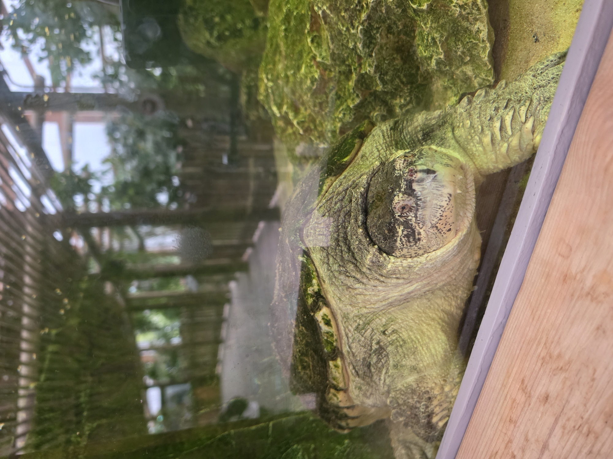 The image shows a close-up of a snapping turtle in an aquarium. The turtle is light green and has a rough, scaly texture. Its eyes are dark and appear to be looking directly at the camera. The turtle's shell is partially visible and also appears to be covered in algae. In the background, there is a blurred image of a walkway with wooden beams overhead, suggesting an outdoor or greenhouse-like environment. The aquarium has a sandy bottom with some green, mossy rocks. A wooden ledge is visible in the foreground, obscuring the bottom of the aquarium. The scene is located within the city of Bussolengo, Italy, likely at a zoo or aquarium facility.
