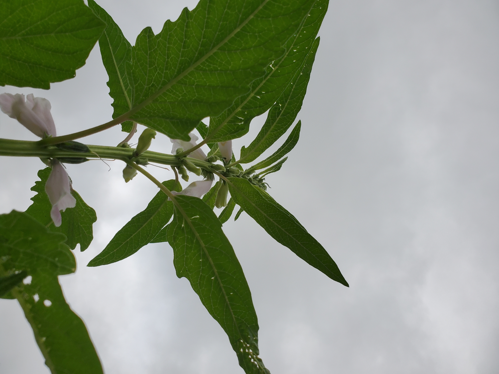 A low-angle shot of a plant stem with leaves and light pink flowers against a cloudy sky. The plant's leaves vary in shape, some broad and jagged, others long and pointed. The location is Mararaba, Nigeria.