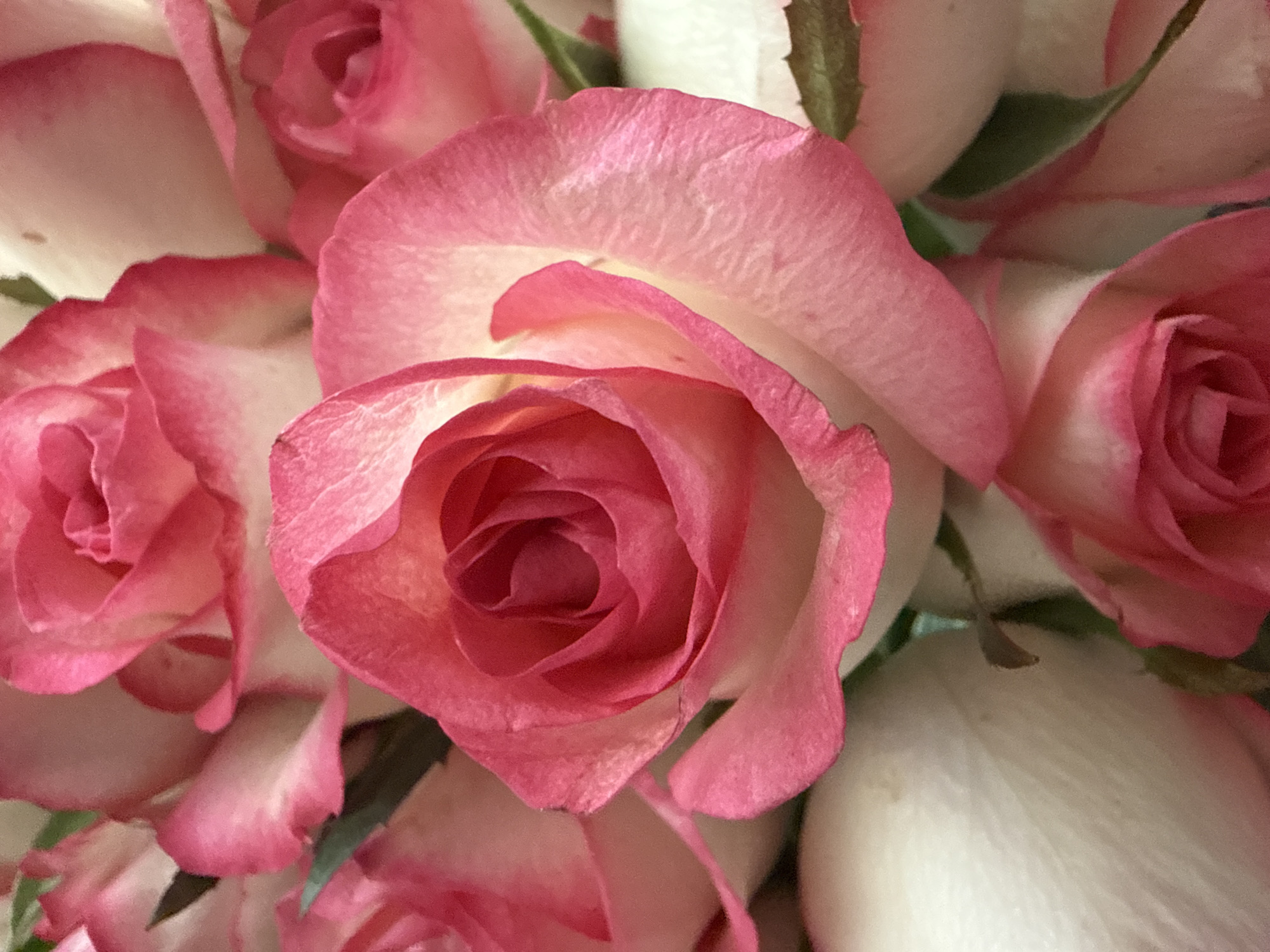 The image presents a dense, close-up, top-down view of multiple bi-color roses, reportedly located in Vinnytsia, Ukraine. The central rose is in partial bloom, dominating the frame. Its petals exhibit a vibrant fuchsia-pink coloration along the outer edges, gradually fading to a lighter pink and finally to white towards the base and inner sections. The texture of the petals shows subtle creases and natural imperfections. Surrounding the central rose, other similar roses are visible, some partially open and others appearing as tight buds or fully open blooms, rendered with varying degrees of focus, suggesting a shallow depth of field. A few dark green leaves or stems are faintly discernible between some of the rose heads, providing minimal contrast to the predominantly pink and white palette. No people or artificial objects are present. The lighting appears soft and diffuse.