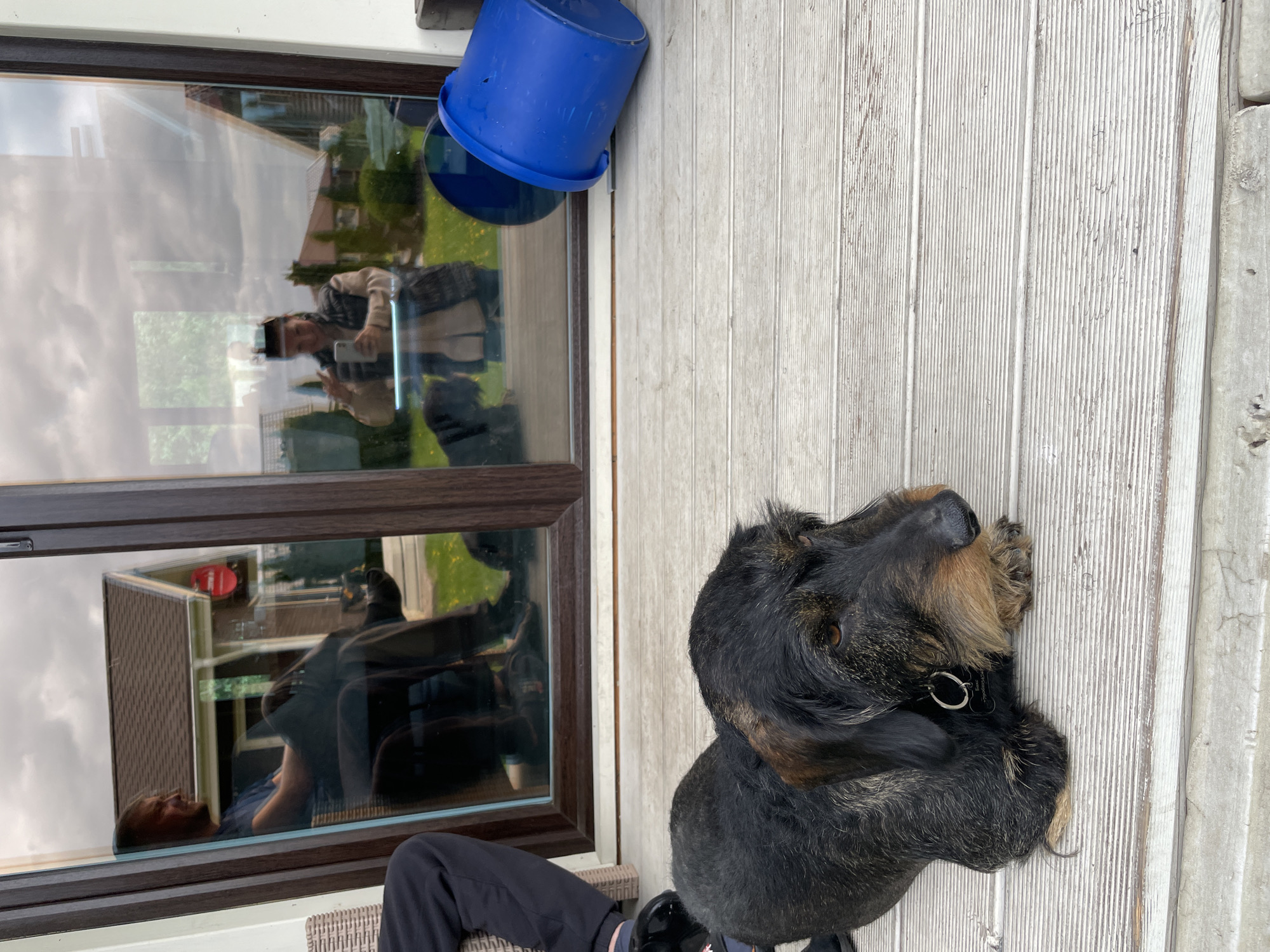 The image shows a black and tan wire-haired dachshund resting on a white wooden deck. Next to the dog is a window reflecting a man taking a selfie and another man reclining. A blue plastic bucket is affixed to the wall above the window. The location is likely Solov'evka, Russia, though this is based on the assumption that the user is looking for the location where the photo was taken.