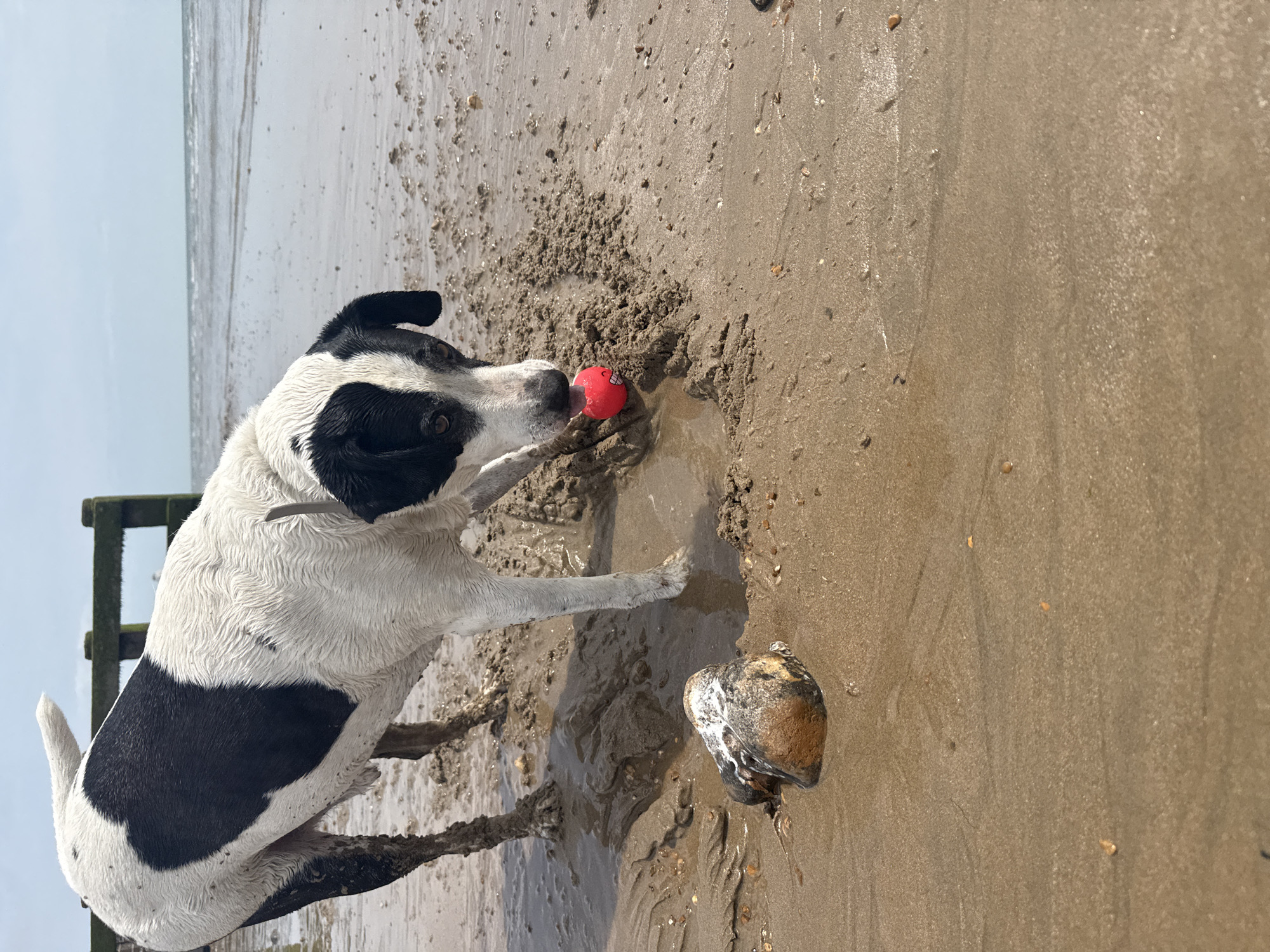 A black and white dog is playing with a red ball on the wet sand of a beach. The dog is partially submerged in shallow water and mud. In the foreground, a large rock with white and brown markings is visible. In the background, wooden groynes extend into the sea, and the sky is overcast. The scene is likely on the coast of St Leonards, United Kingdom, given the presence of groynes.