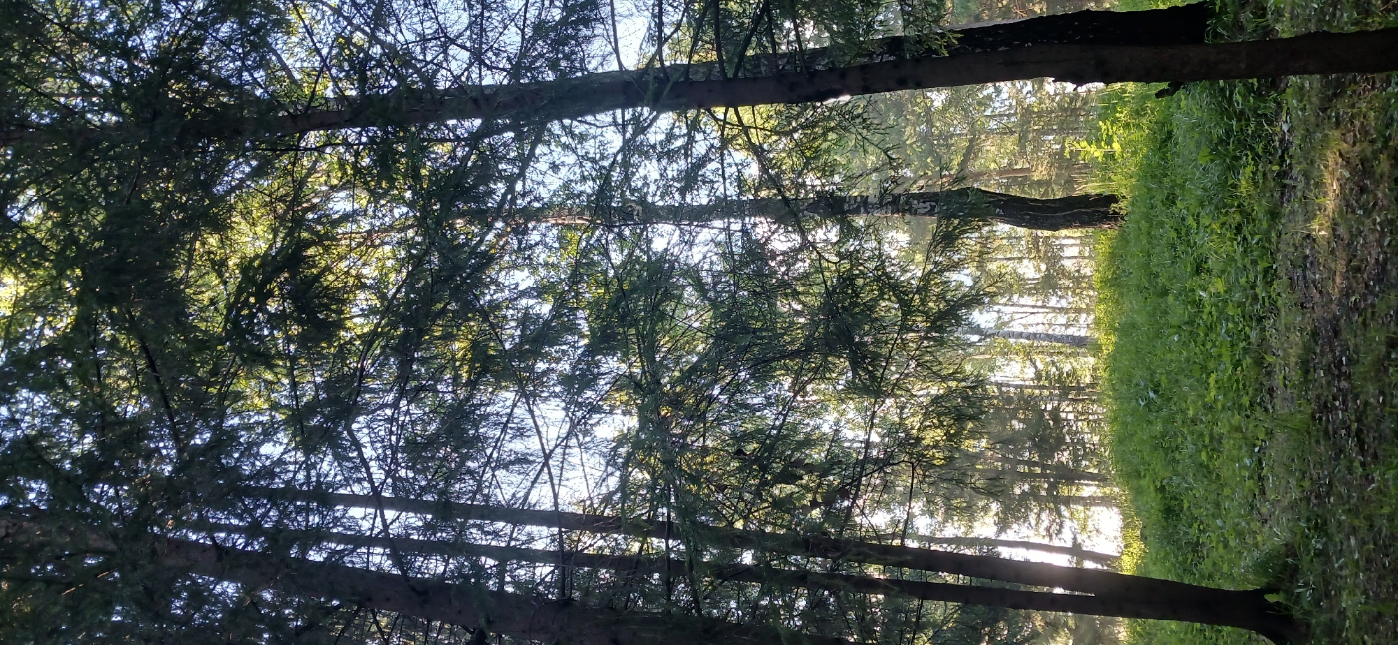 The media file depicts a sunlit forest scene, likely in Zlatoust, Russia. Tall trees with dense green foliage dominate the foreground, with sunlight filtering through the branches, creating a dappled effect. The camera appears to be angled upwards, looking through the canopy towards a bright sky, suggesting it's daytime. The lower portion of the image reveals a lush, green grassy area bordering the forest, with more trees visible in the background. The overall mood is serene and natural. No people, objects, text, or specific activities are discernible. The time of day is likely morning or afternoon, given the sunlight.