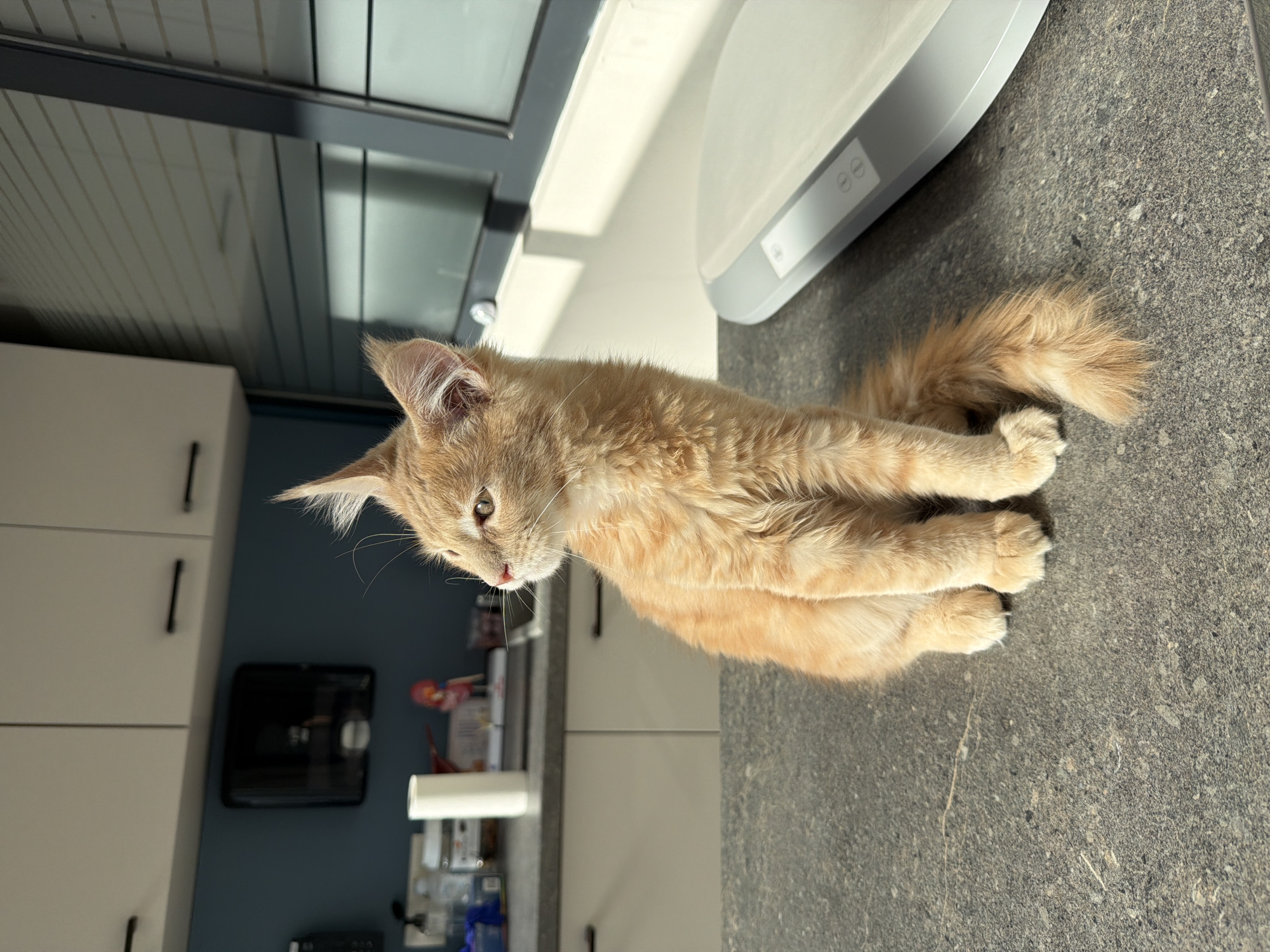 An orange tabby kitten sits on a dark speckled countertop in a kitchen. The kitten is looking to the left with its ears pointed upwards. The background shows white kitchen cabinets, a dark blue wall, and a window. To the right of the kitten is a white electronic scale. There are no people or specific landmarks visible to indicate a location in Sofia, Bulgaria.