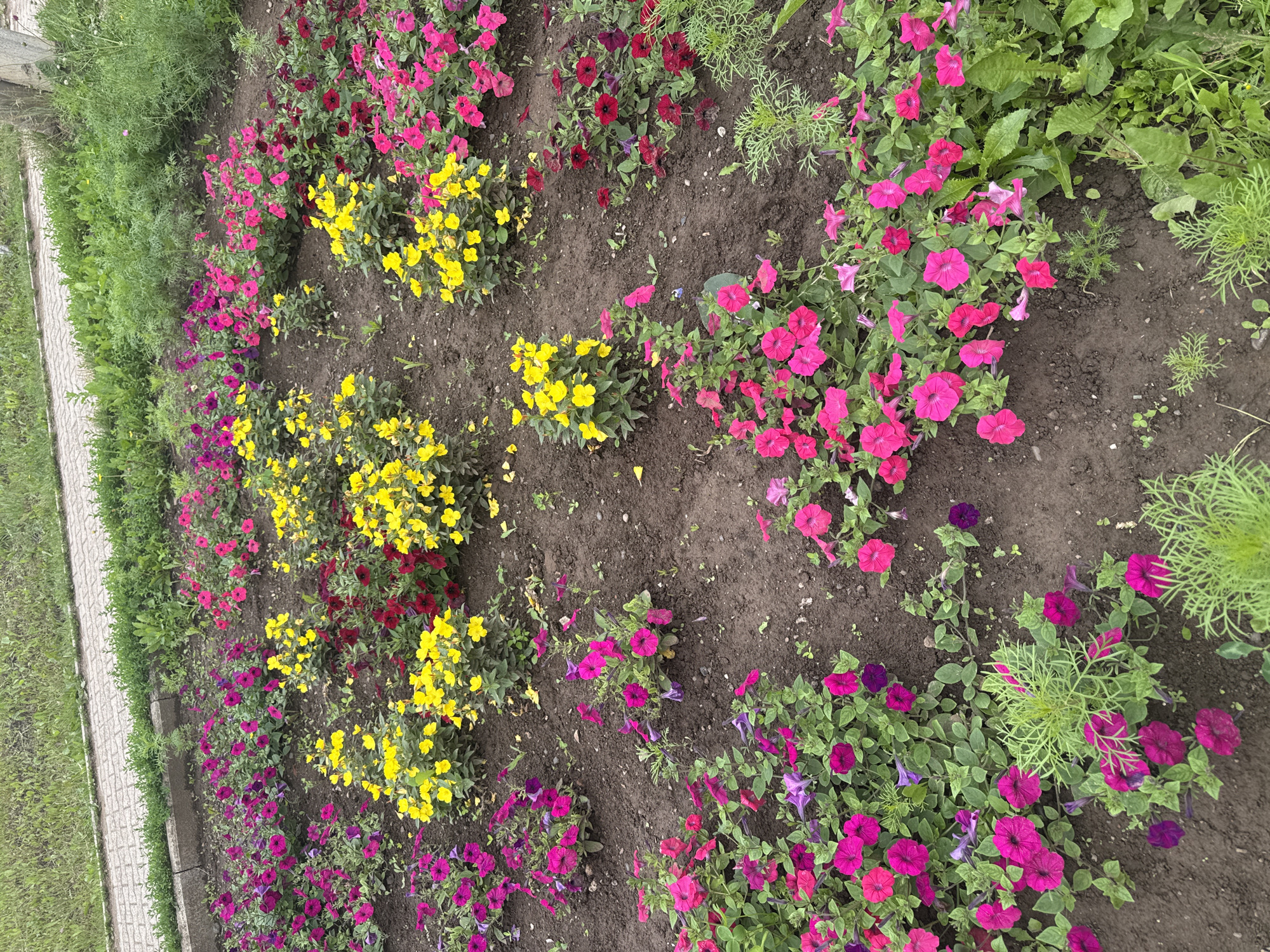 The image shows a flower bed with a variety of petunias in shades of pink, magenta, red, and yellow. The flowers are planted in dark soil, with some green foliage interspersed. A paved walkway and a grassy area are visible in the background. The scene is located in the city of Chastyye, Russia. There are no people or animals present. The lighting suggests it is daytime.