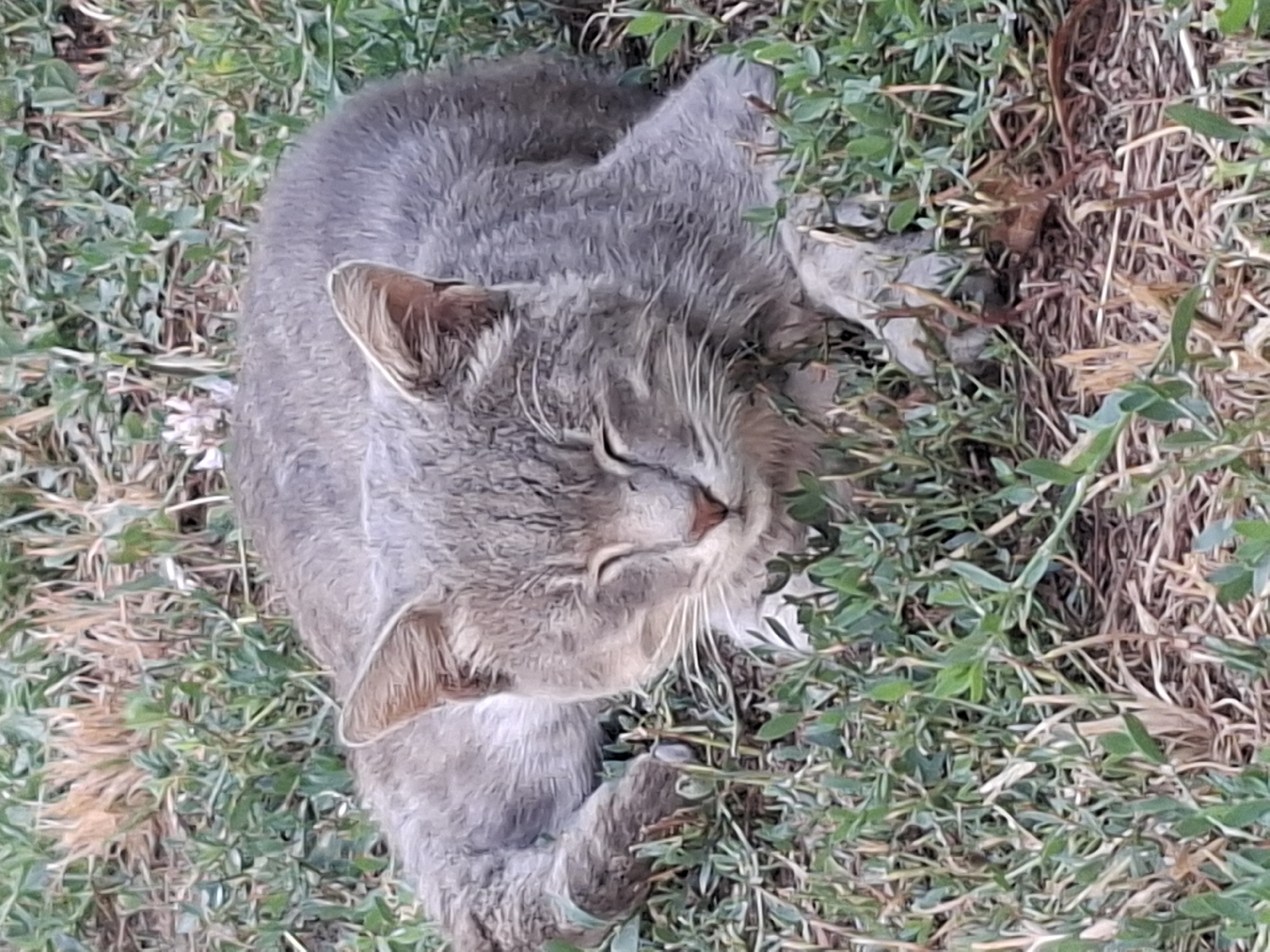 An adult, grey tabby cat is lying down in a patch of green grass and dry straw. The cat has its eyes closed, appearing to be sleeping or resting. Its front paws are tucked underneath its body, and its tail is wrapped around its left side. The cat has white whiskers and a pink nose. The environment appears to be an outdoor grassy area, possibly a park or a yard. There are no people or other animals visible in the image. The lighting suggests it is daytime. This scene is taking place in Almaty, Kazakhstan.
