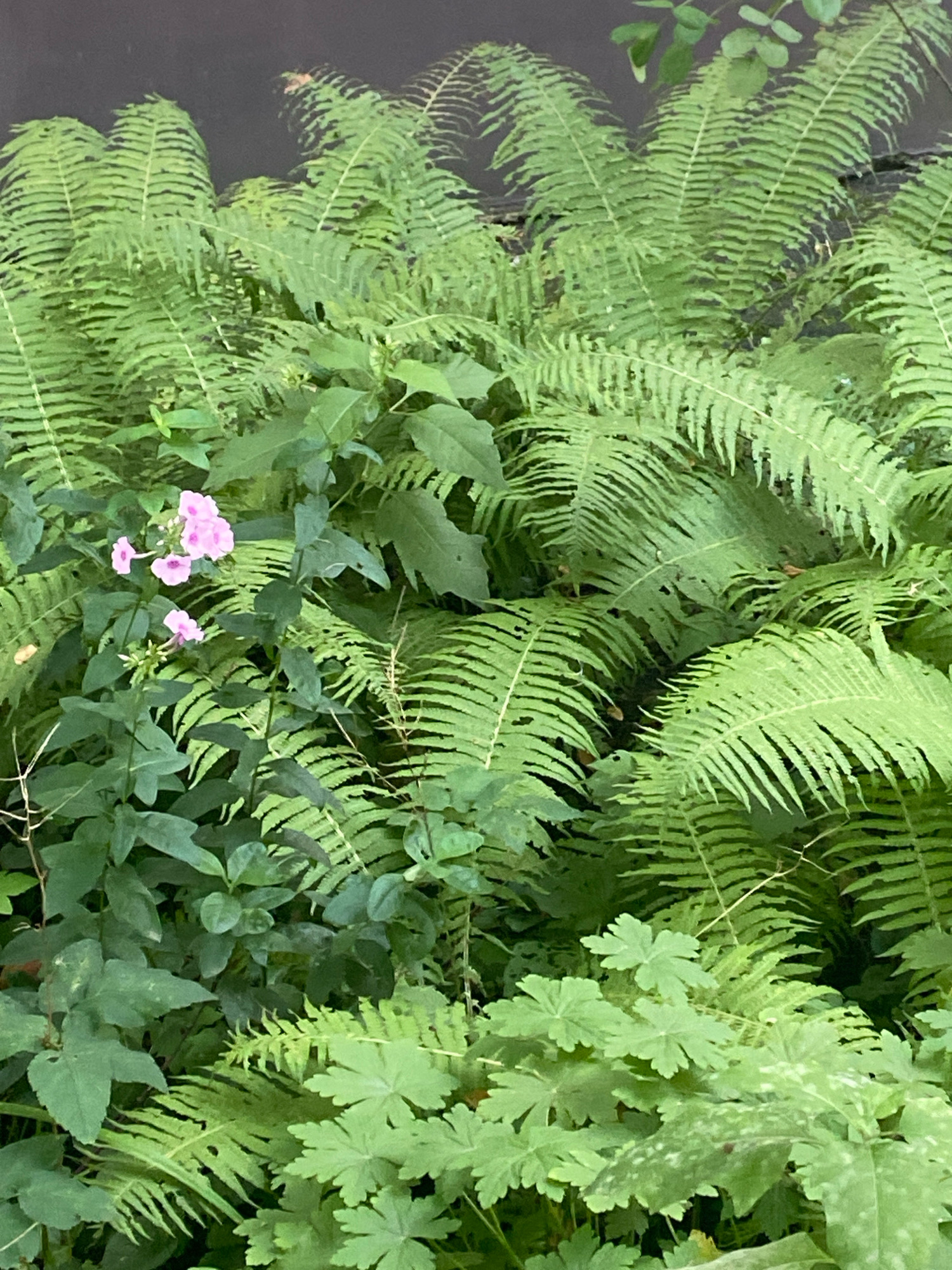 The image depicts a dense patch of greenery featuring various plants, predominantly ferns, with some flowering plants interspersed. There are several large, frilly fern fronds in the foreground and midground, some of which appear to be slightly damaged. Amongst the ferns, clusters of small pink flowers with darker pink centers are visible, along with darker green leaves of other plants. The background is a dark, out-of-focus area, possibly a wall or foliage. No people or animals are present. The scene appears to be an outdoor, naturalistic setting. The image does not contain any specific landmarks or indicators to place it in Ivanteyevka, Russia.