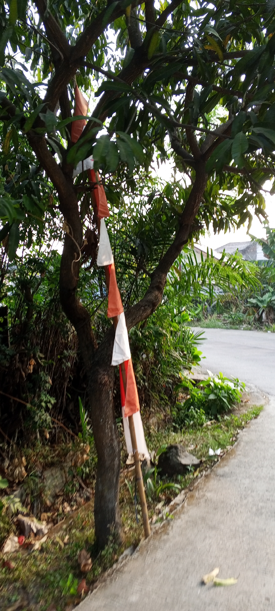 A medium shot captures a tree in a residential area in Depok, Indonesia. The tree, with its thick trunk and dark brown bark, stands on the left side of the frame. It is adorned with several small flags, alternating in red and white, strung together and hanging down from the branches. These flags are tied to the tree with a white string. A thin, light brown bamboo pole is propped against the trunk of the tree, supporting some of the flags. The ground around the tree is covered with dry leaves and sparse green grass. To the right of the tree, a paved road curves gently upwards and away from the viewer. Lush green foliage, including banana trees and other tropical plants, grows densely along the side of the road and behind the tree. In the background, glimpses of residential buildings with light-colored roofs are visible through the dense greenery. The lighting suggests it is daytime, with soft sunlight illuminating the scene and creating dappled shadows. The overall impression is of a quiet, outdoor setting within a residential neighborhood, possibly decorated for a celebration or national event.