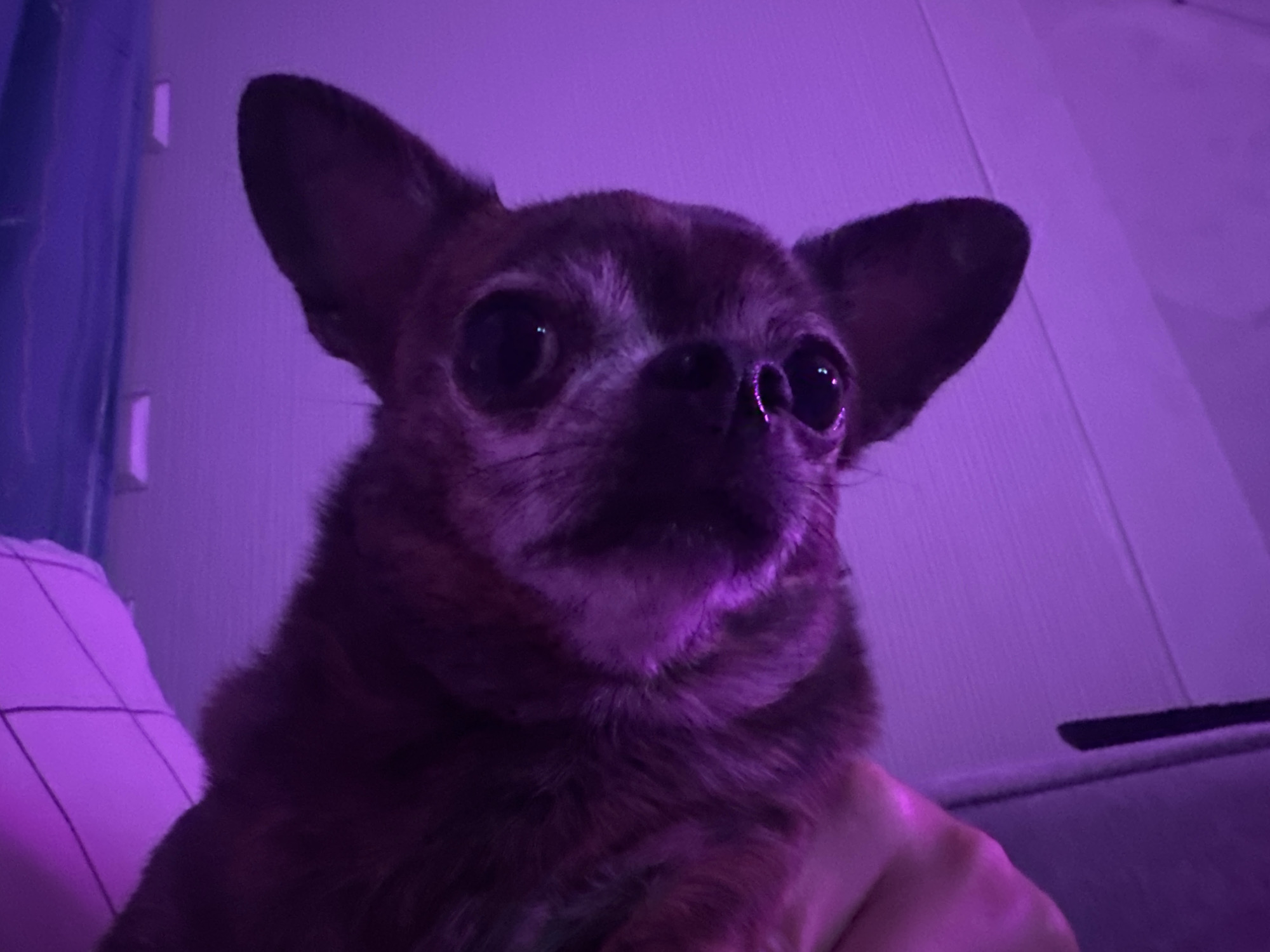 A chihuahua dog is held by a person's hand in a dimly lit room with purple lighting. The dog's face is the primary focus, with large, dark eyes and prominent ears. The background is blurred, showing a wall and what appears to be a piece of furniture. There is no discernible location in the city of Mirny, Russia.