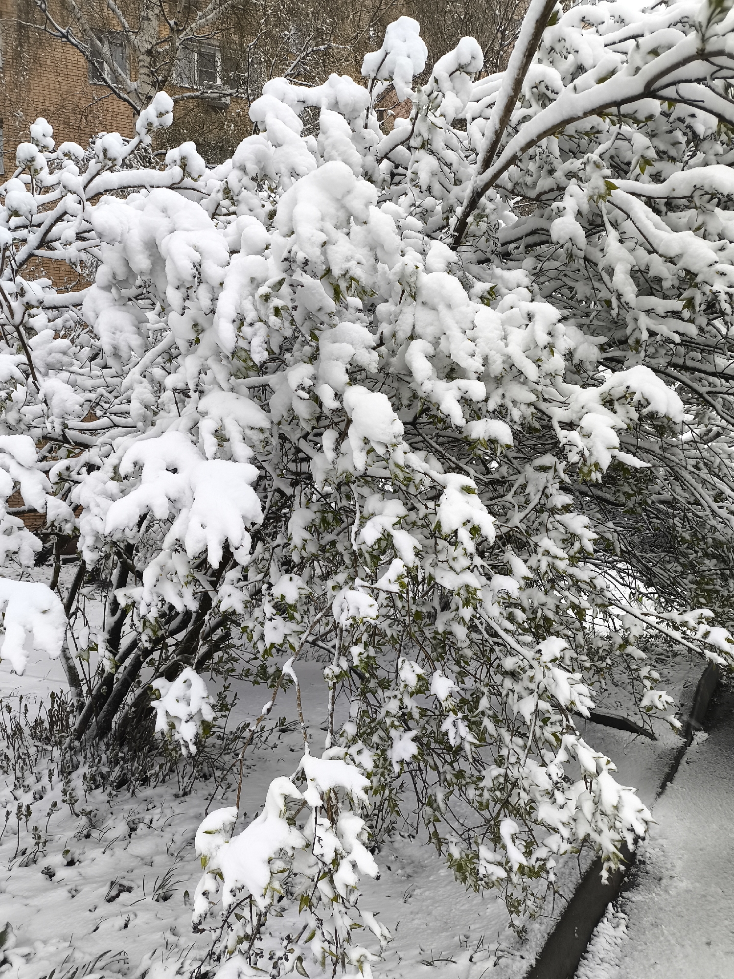 The image depicts a snow-covered bush in what appears to be an urban setting. The bush is heavily laden with snow, obscuring most of its branches and leaves, which are still green. The ground is covered with snow, and there are signs of other vegetation also covered in snow. In the background, there is a brick building with windows. Based on the provided information, the location is Khimki, Russia. There are no people visible in the image. The primary subject is the snow-covered bush and its surroundings. The scene is static, with no apparent actions or interactions occurring. The environment is cold and snowy.