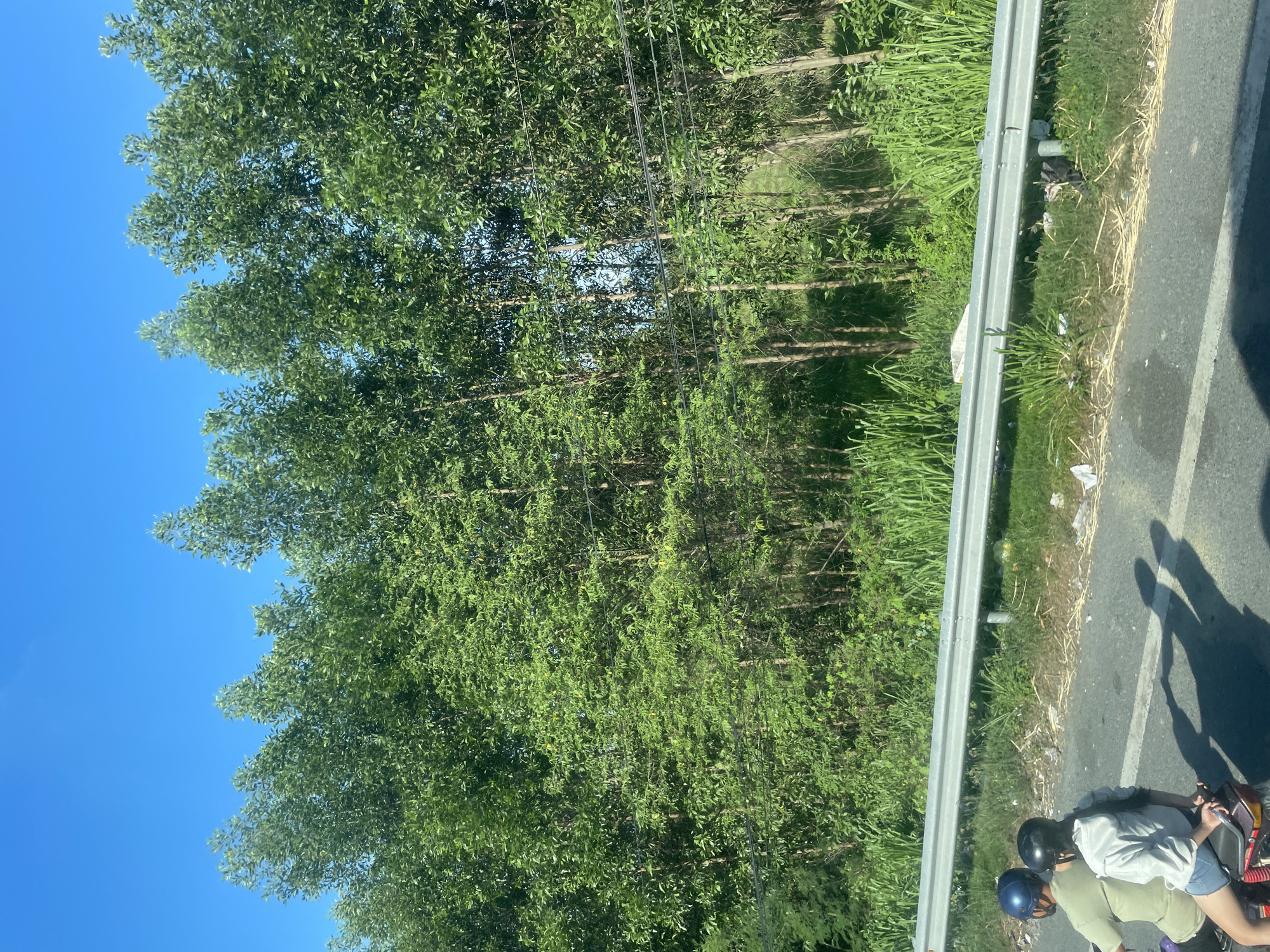 The image depicts a bright, sunny day in Tay Nha Trang Ward, Vietnam. A clear blue sky forms the backdrop for a dense line of tall, green trees. In the foreground, a paved road runs horizontally across the bottom of the frame. Two individuals, wearing helmets, are riding a motorcycle on this road. The person in front, presumably the driver, is wearing a green t-shirt. The passenger behind is wearing a light-colored hoodie and blue shorts. Their shadows are cast on the road. A metal guardrail separates the road from a grassy embankment lined with more trees and tall reeds. Some litter is visible on the embankment. Electrical wires are strung between poles, partially obscured by the trees.