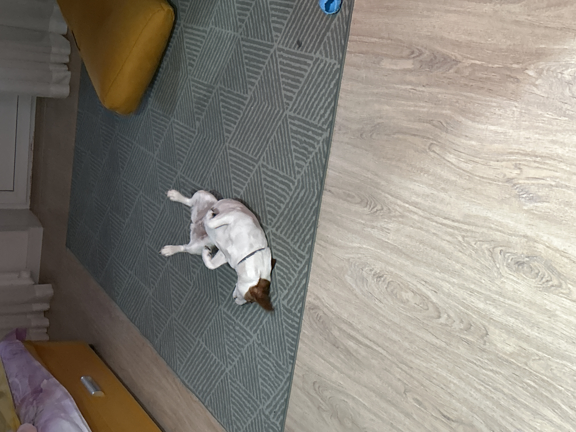The image shows an overhead view of a domestic interior. A Jack Russell Terrier dog lies on its back on a geometric-patterned rug. The rug is bordered by light-colored hardwood flooring on one side and a partially visible window with blinds on the other. A yellow cushion rests near the window side of the rug. A blue ball is visible on the rug near the edge of the hardwood floor. The image may have been taken in a domestic setting in Chaikovsky, Russia, though there is no definitive evidence of the location in the image itself.