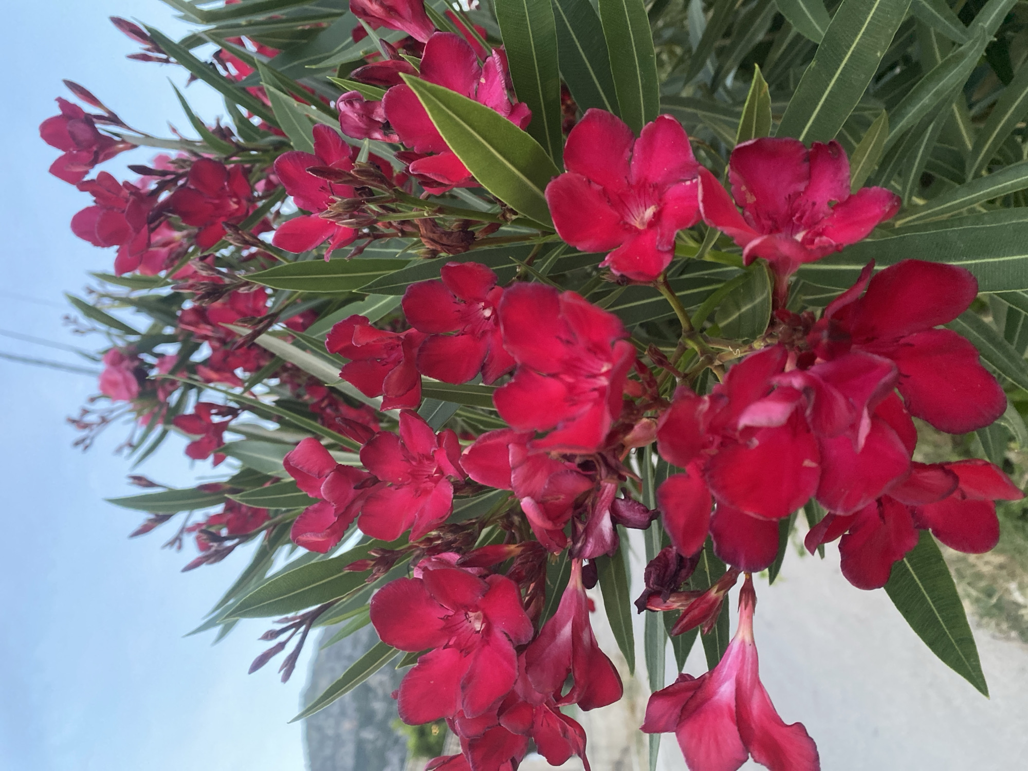 A close-up, eye-level, outdoor shot shows a bush with numerous vibrant red flowers and long, narrow green leaves. The flowers, with their delicate petals, are the primary focus, some in full bloom and others as budding clusters. The background features a soft, hazy view of a pale blue sky and a distant, slightly out-of-focus hillside. The bottom left of the image shows a blurred, light-colored surface, possibly a sidewalk or path, and some indistinct greenery. The scene is set in Šušanj, Montenegro. There are no people or animals visible in the image.