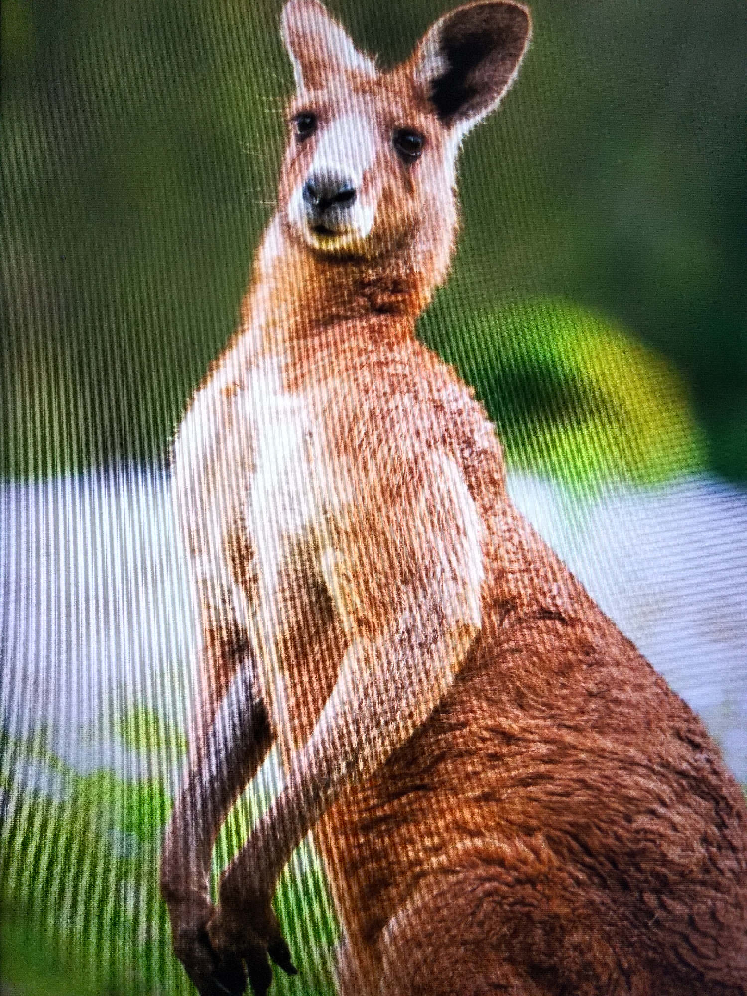 The image is a close-up of a kangaroo. The kangaroo is a reddish-brown color with a lighter chest and face. Its ears are large and pointed, and its eyes are dark. The kangaroo is standing upright, with its front paws held in front of its chest. The background of the image is blurred, but it appears to be a natural environment with green foliage and some lighter colored areas that could be water or rocks. There is no indication of the city of Payagaboh, Indonesia, or any other specific location.
