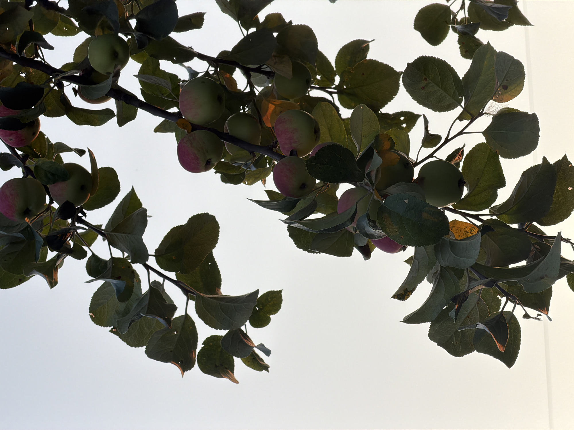 The image captures an apple tree branch laden with ripening apples against a pale, overcast sky. The apples, a mix of green and reddish hues, are partially obscured by dark green leaves, some of which show signs of yellowing or browning at the edges. The scene appears to be outdoors in natural light, likely during the daytime. The background is a uniformly light sky, suggesting it may be early morning or late afternoon, or that the sky is heavily clouded. There are no people, animals, or man-made structures clearly visible within the frame, although a faint, horizontal line in the lower part of the image might indicate a distant fence or power line. The image is taken from a low angle, looking up at the branches. Without further information, it is impossible to definitively determine the specific location within the city of Chaikovsky, Russia.