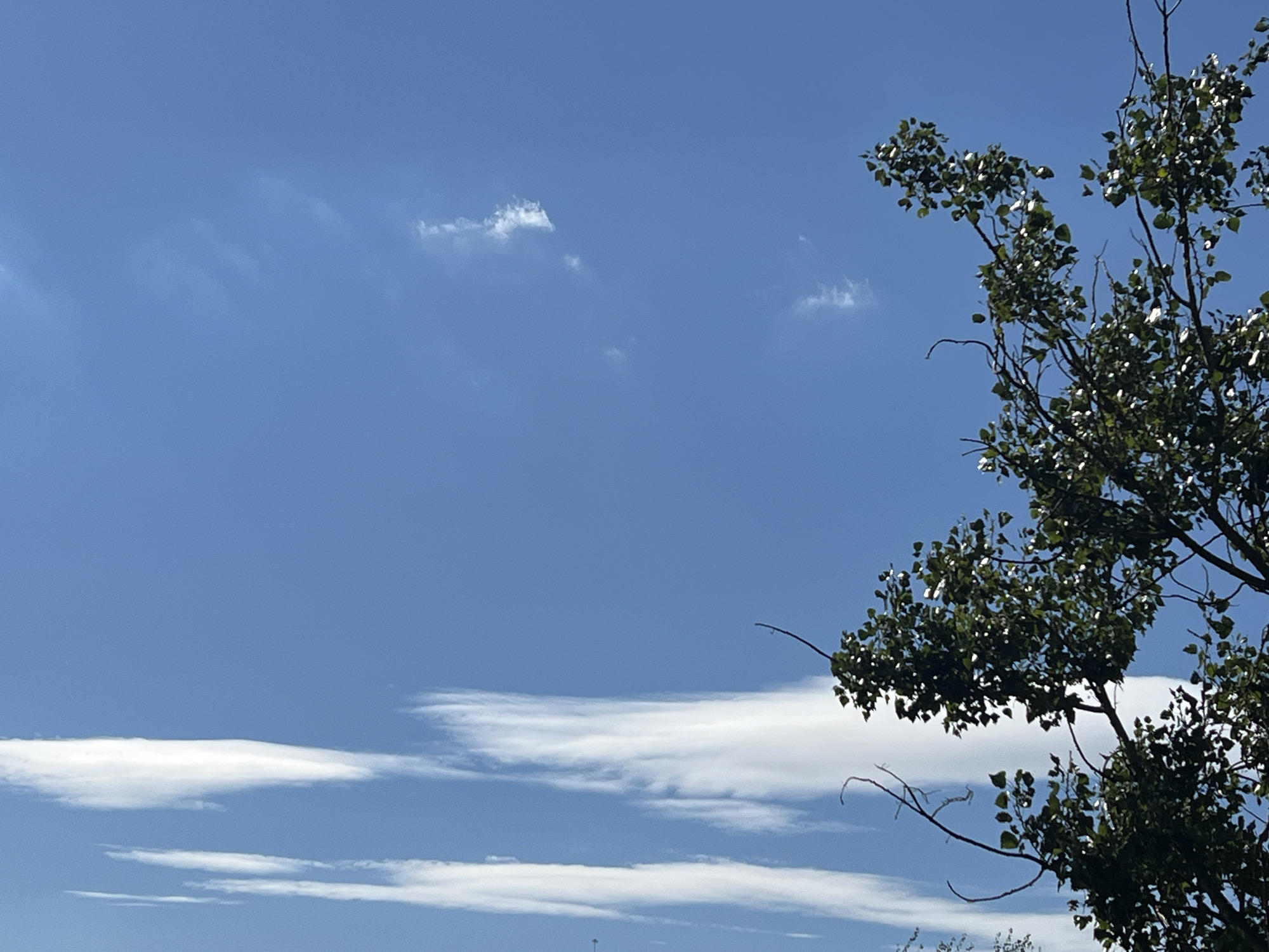 The image shows a clear blue sky with a few wispy white clouds. On the right side of the image, a portion of a tree with dark green leaves is visible. The tree branches extend into the frame, silhouetted against the sky. The lighting suggests it is daytime, with sunlight illuminating the leaves. The environment appears to be outdoors, possibly a park or a residential area in Warsaw, Poland, given the prompt's context. There are no people or specific objects in the foreground or midground. The overall scene is tranquil and natural.