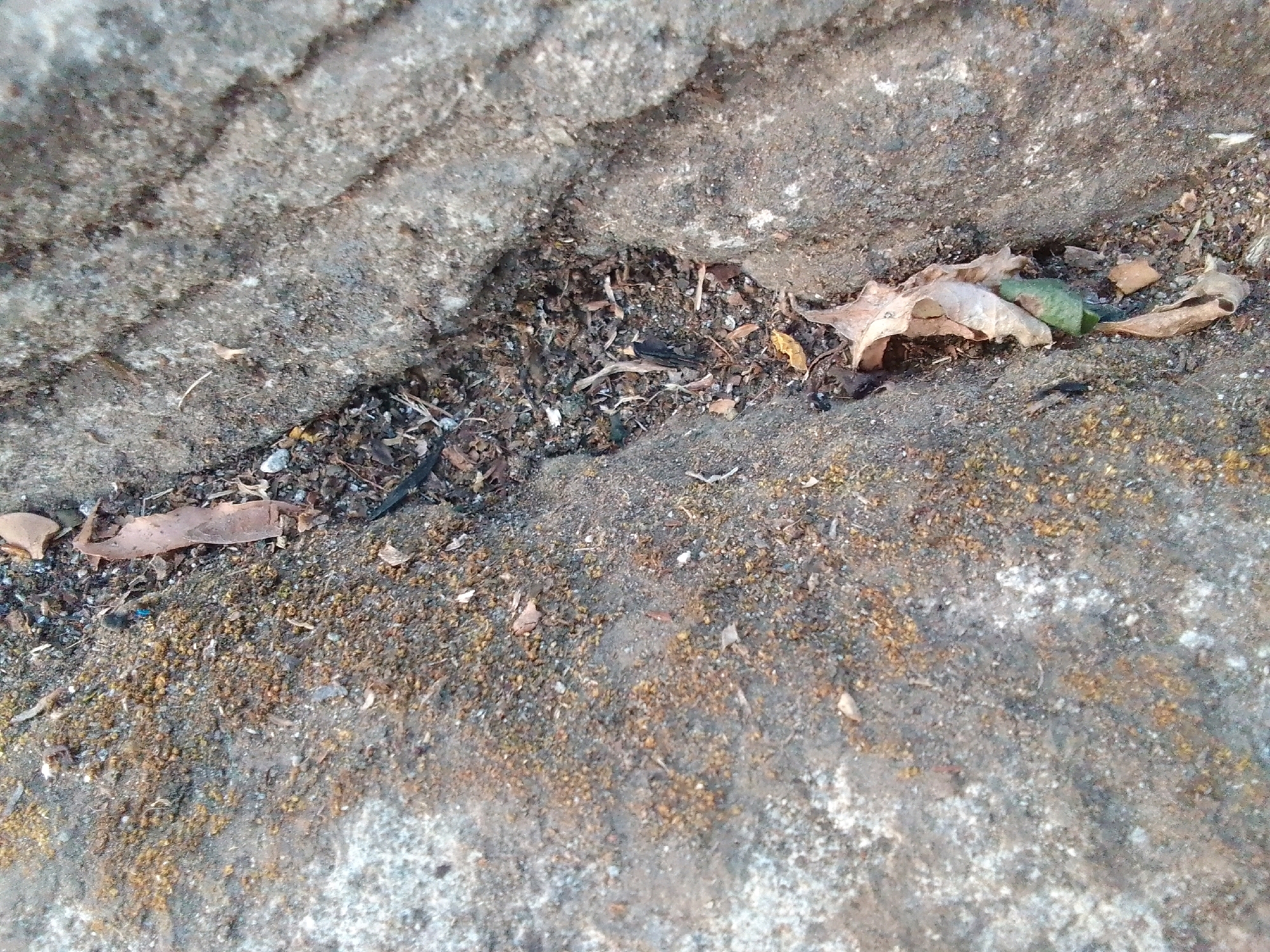 The image shows a close-up view of a textured, rough surface, likely concrete or stone, with a narrow crevice running horizontally across the frame. The crevice is filled with debris, including small twigs, dry leaves, and dirt. In the upper left of the image, a larger, rough rock formation is visible. The lower portion of the image shows more of the textured surface, with patches of what appears to be moss or lichen in varying shades of green and brown. The overall lighting suggests an outdoor environment, possibly in the city of Desa Pamijen, Kecamatan Sokaraja, Indonesia. There are no people or animals visible in the image.