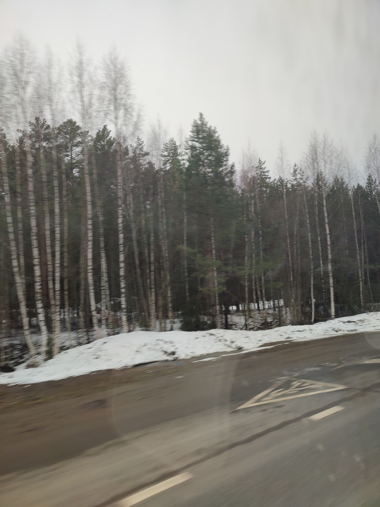 The image depicts a forest landscape in winter, likely viewed from a moving vehicle. The foreground shows a portion of an asphalt road with white lane markings and an arrow, slightly blurred suggesting motion. Adjacent to the road is a snow-covered area, transitioning to a dense forest. The forest consists primarily of birch and evergreen trees, their trunks clearly visible against the backdrop of a gray, overcast sky. The location and city are unknown.