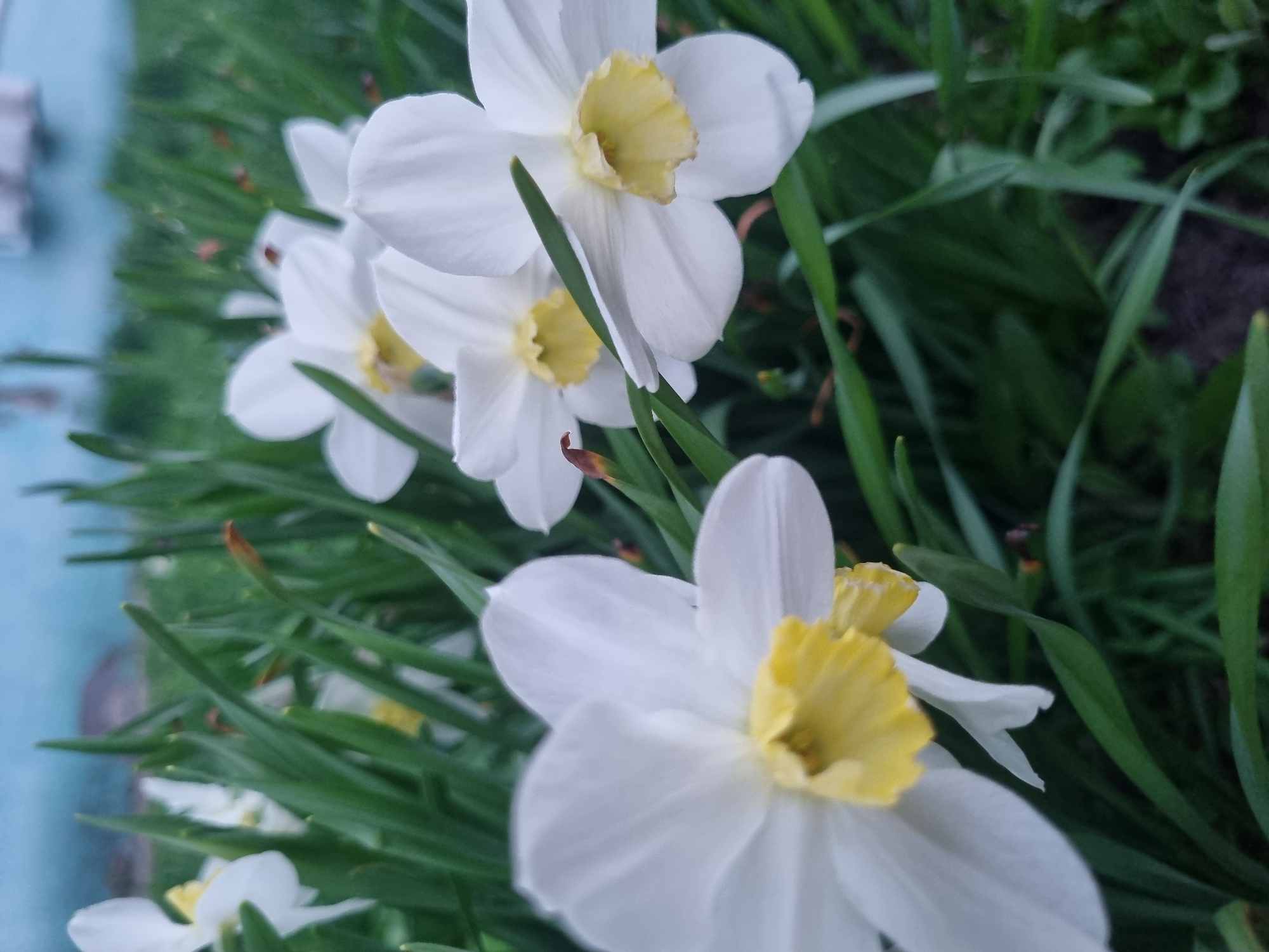 The image shows a close-up of white and yellow daffodils in a grassy area. The flowers are in bloom, with the focus on the petals and the yellow center. Green grass and other plants surround the flowers. A turquoise colored edge can be seen on the left, which may be a wall or other structure. There is no indication of the location being Kemul, Russia, or any signs of people or interactions.